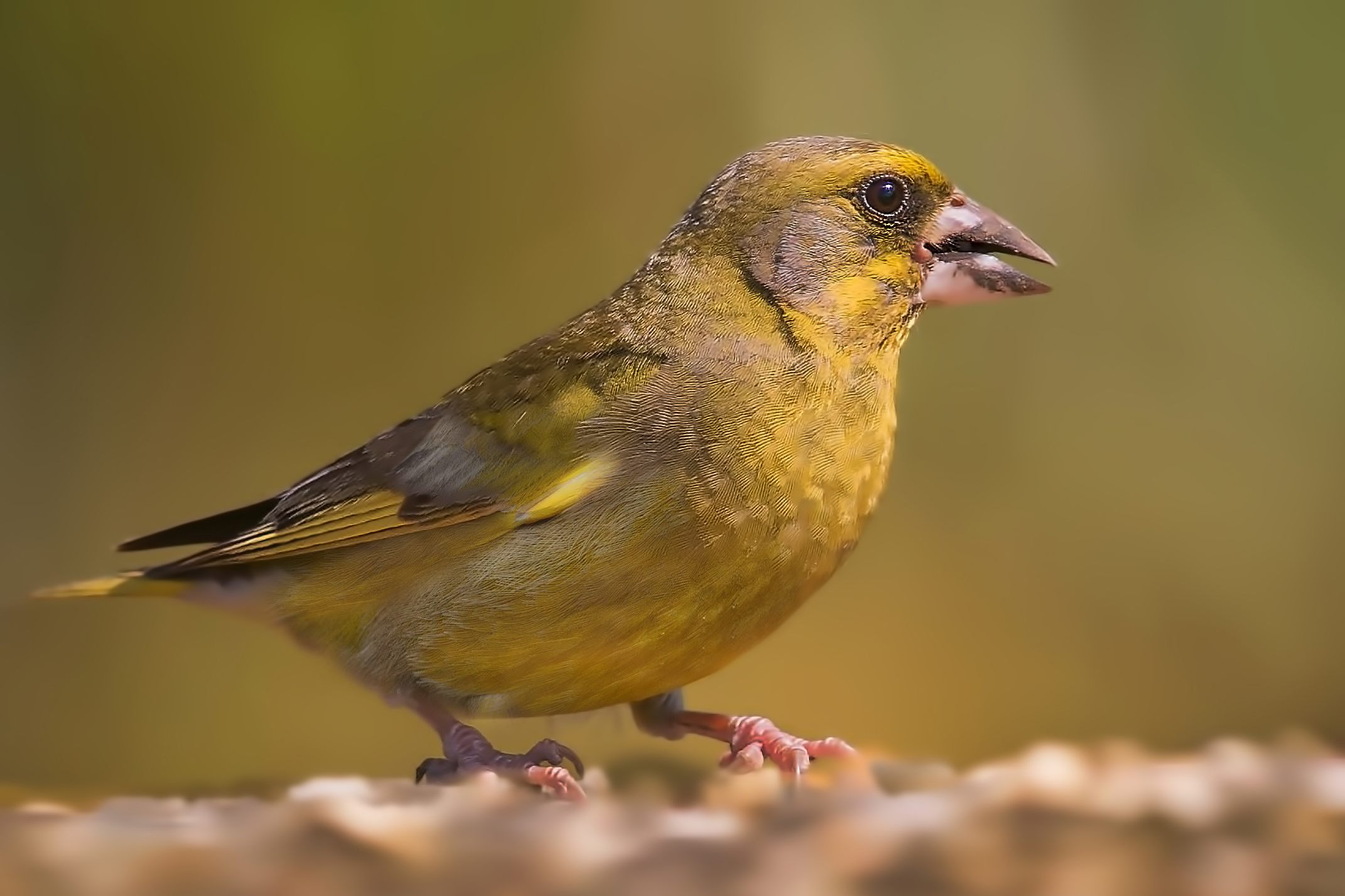 greenfinch