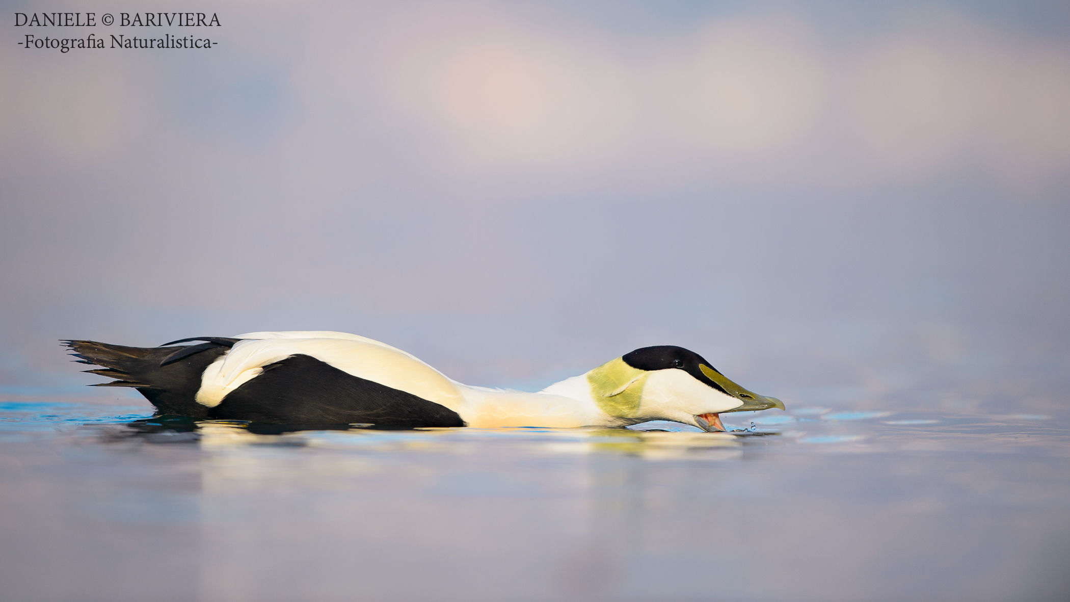 Edredone a filo d'acqua