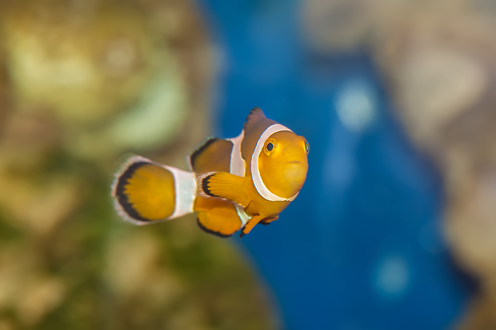 Ocellaris Clownfish