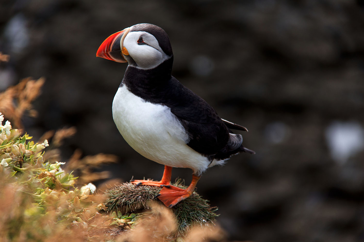 Puffin Sea