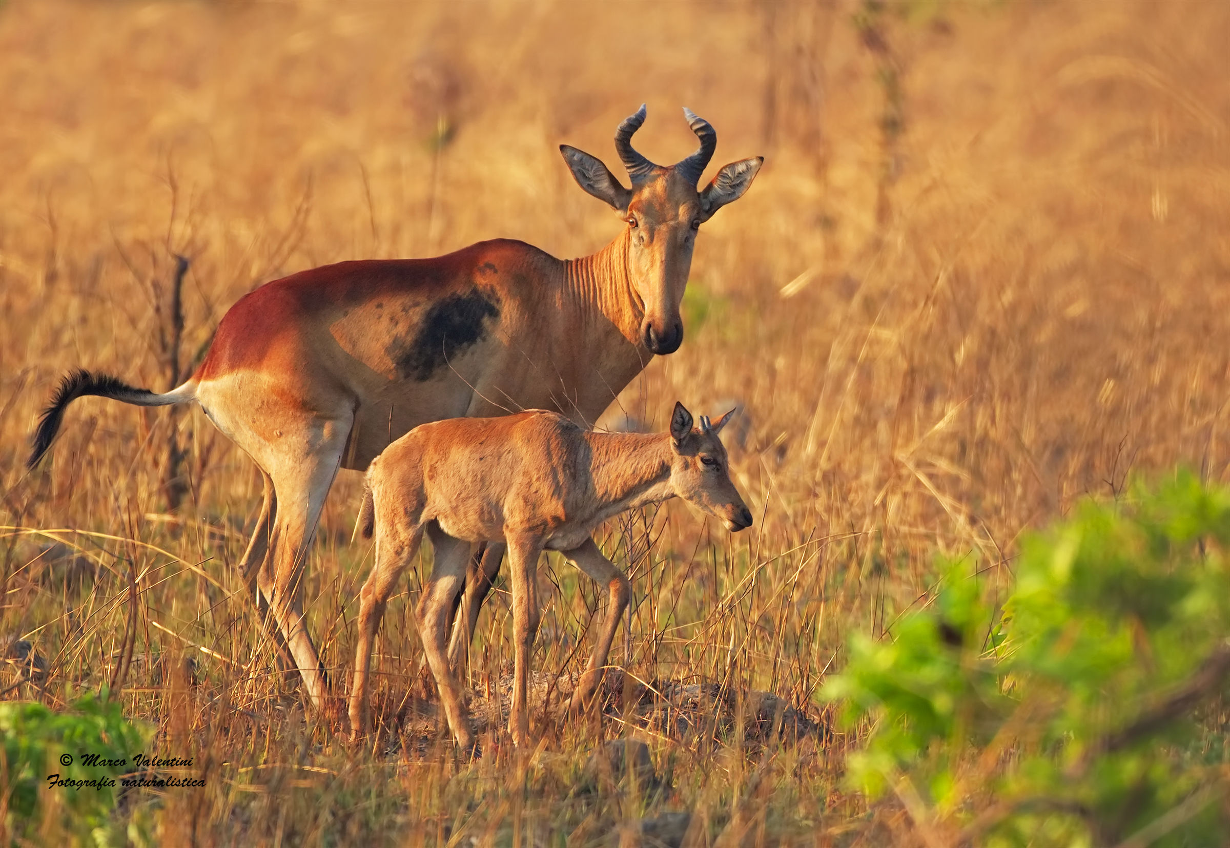 Liechtenstein's hartebeest