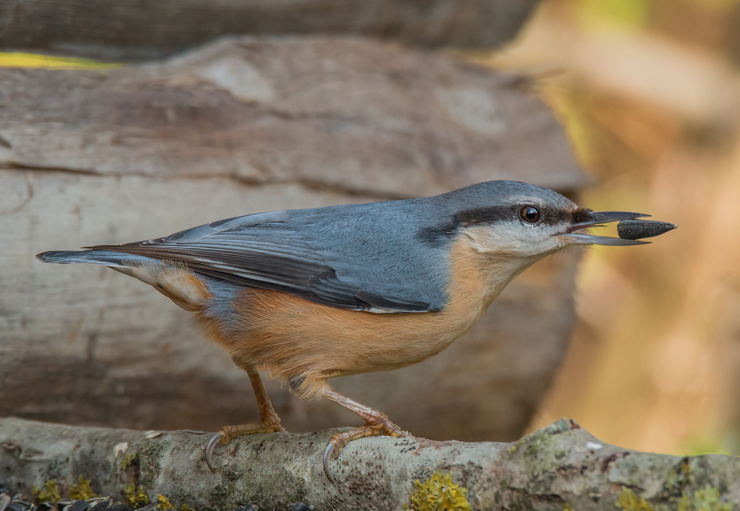 The mason and the seed