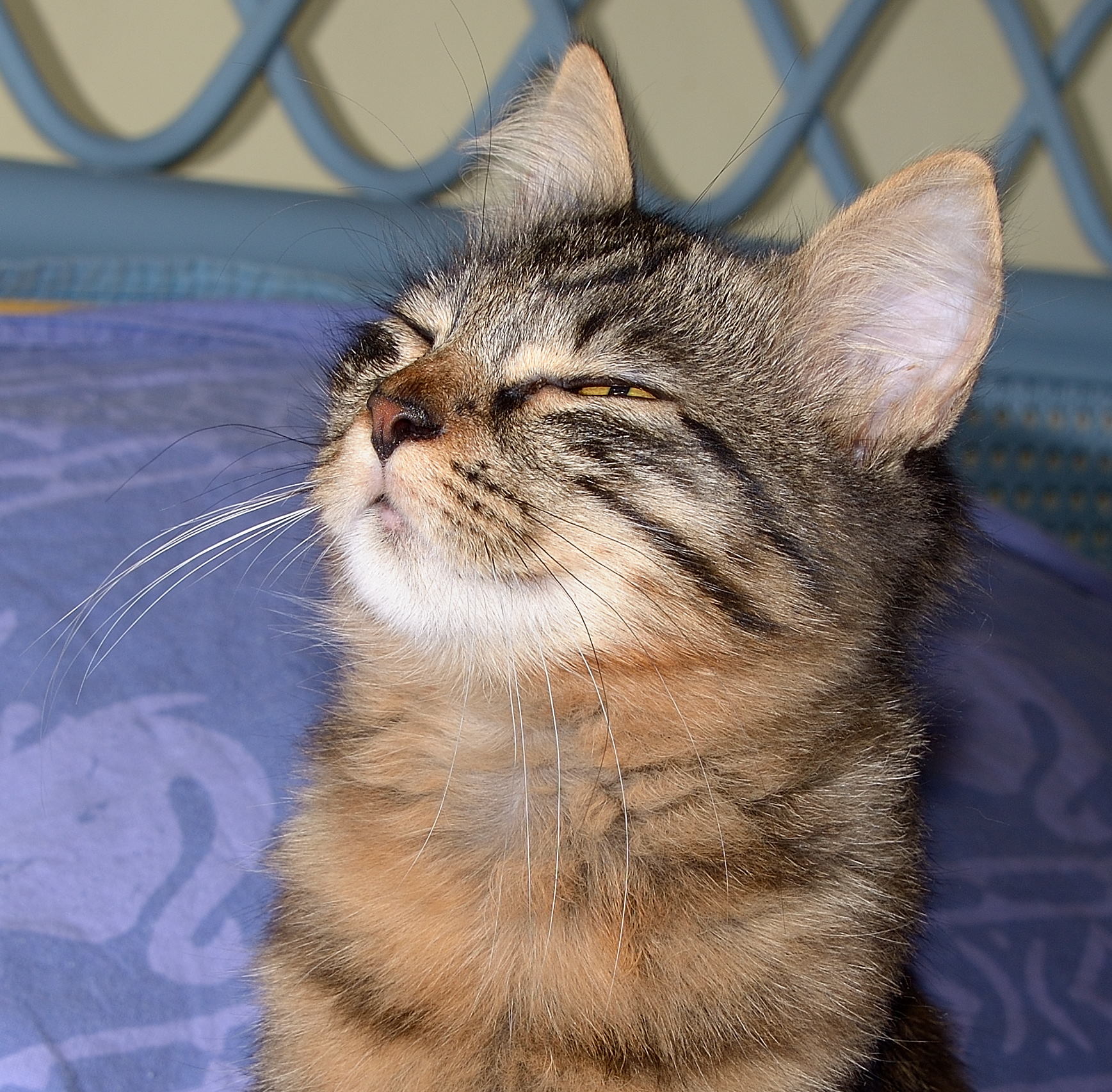 Rocky, il delinquente