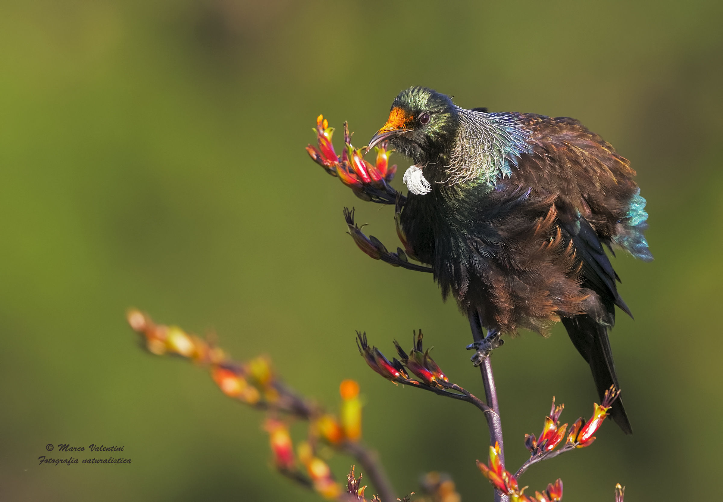 Tui and flowers - 3