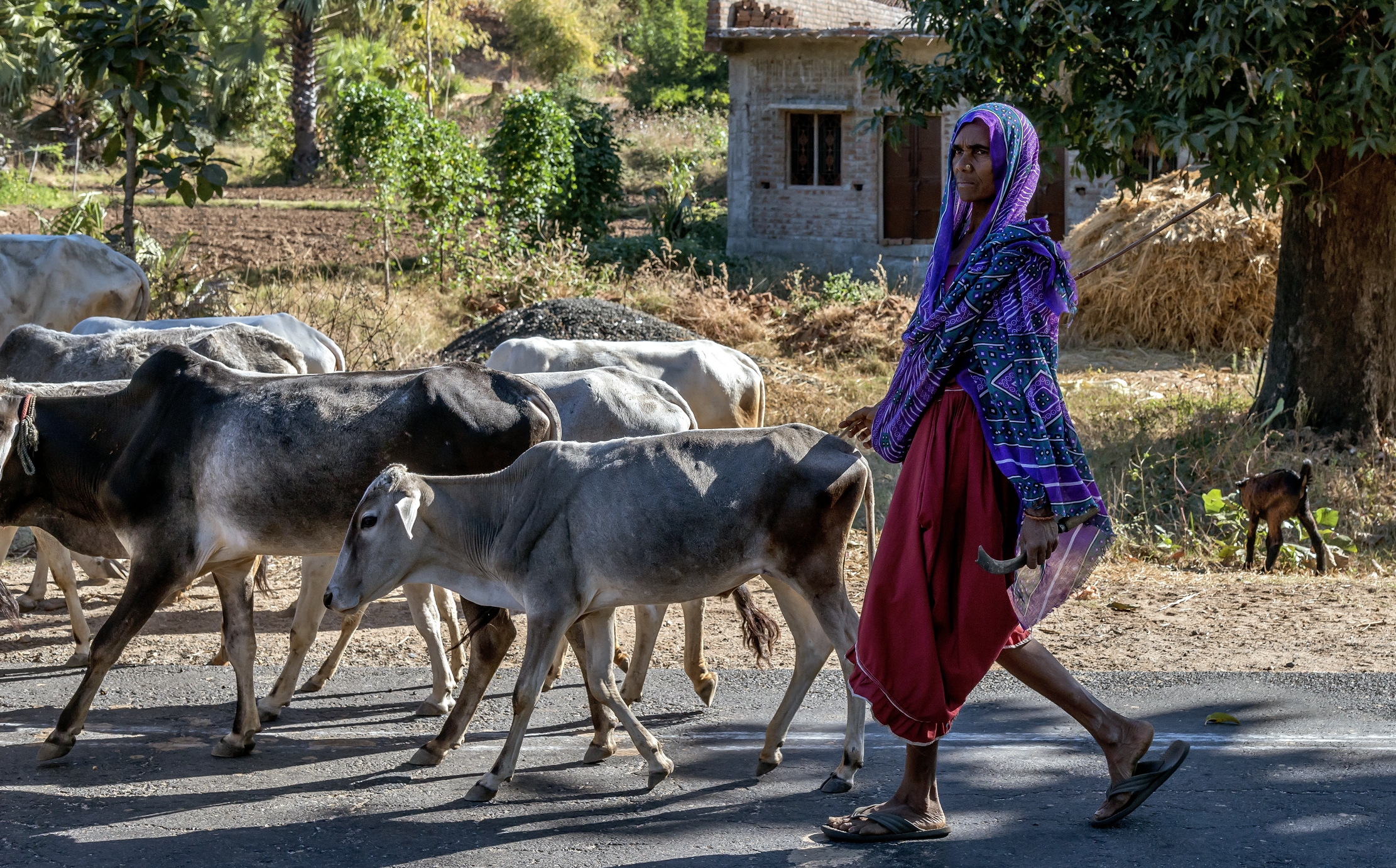Gujarat 2015 - Lungo la strada