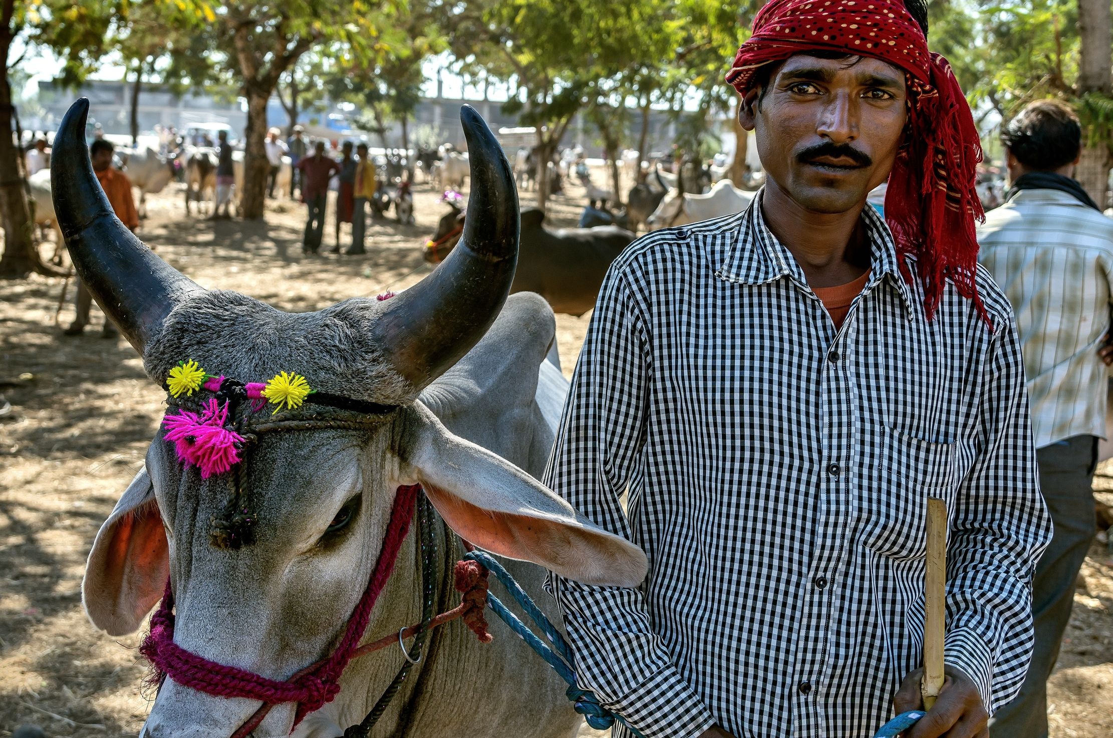 Gujarat 2015 - In un mercato