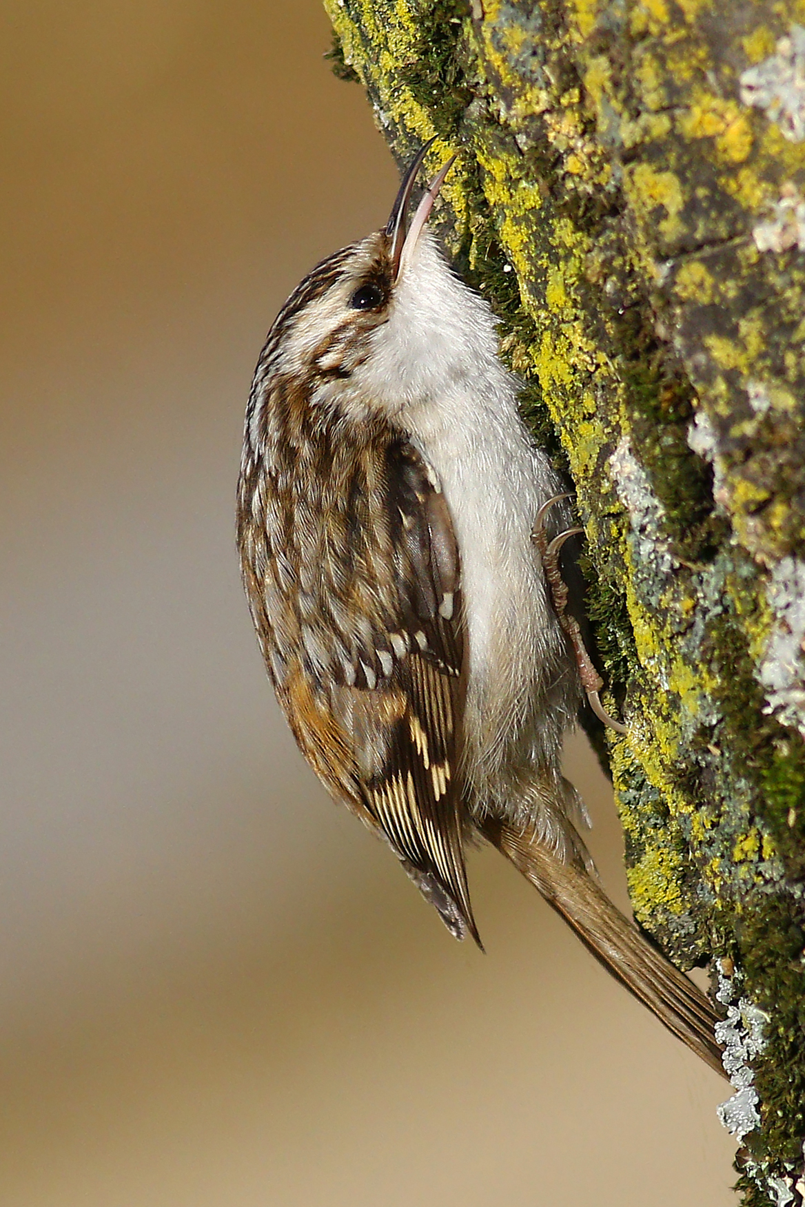 Treecreeper