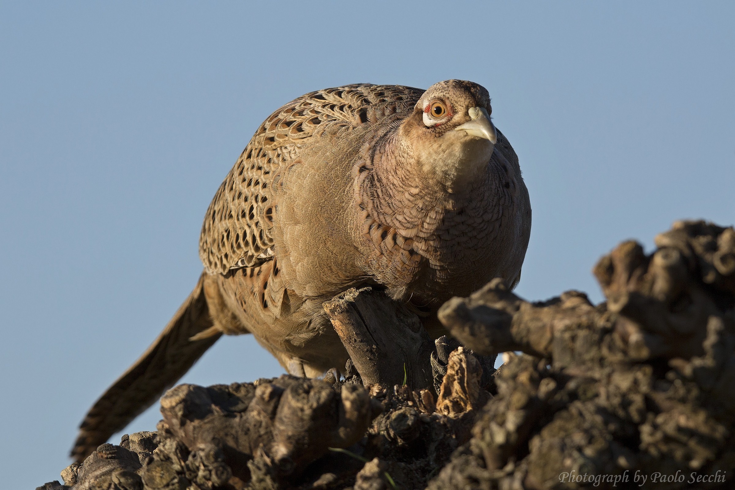 A tete with pheasant