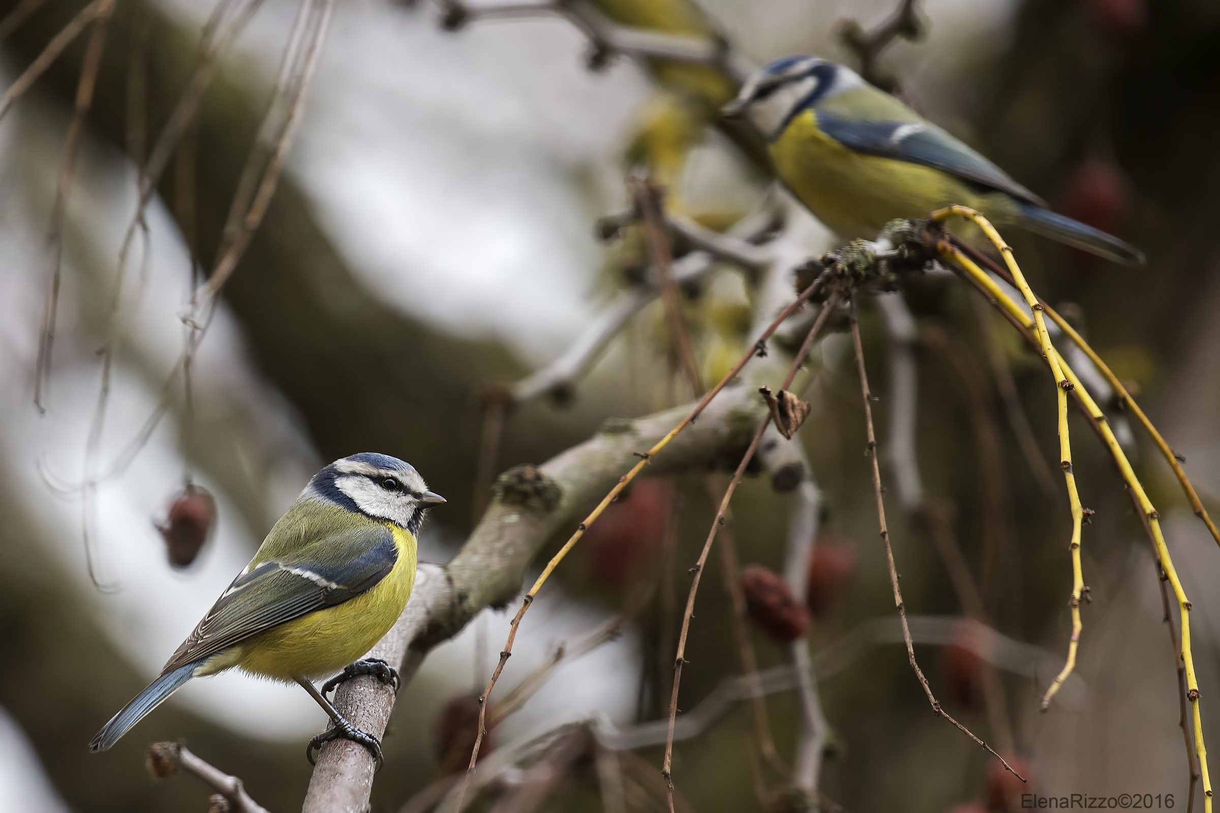 Le cinciarelle di papà