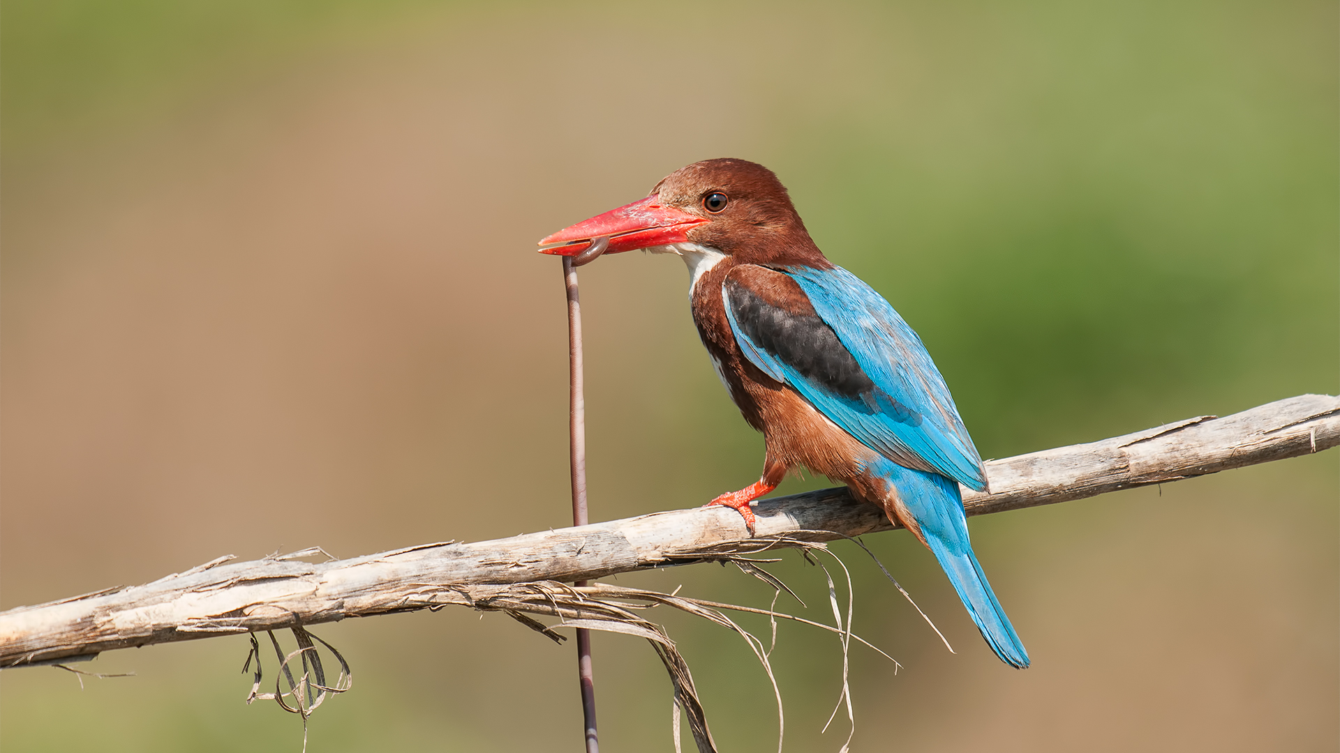 Halcyon smyrnensis »White-throated Kingfisher