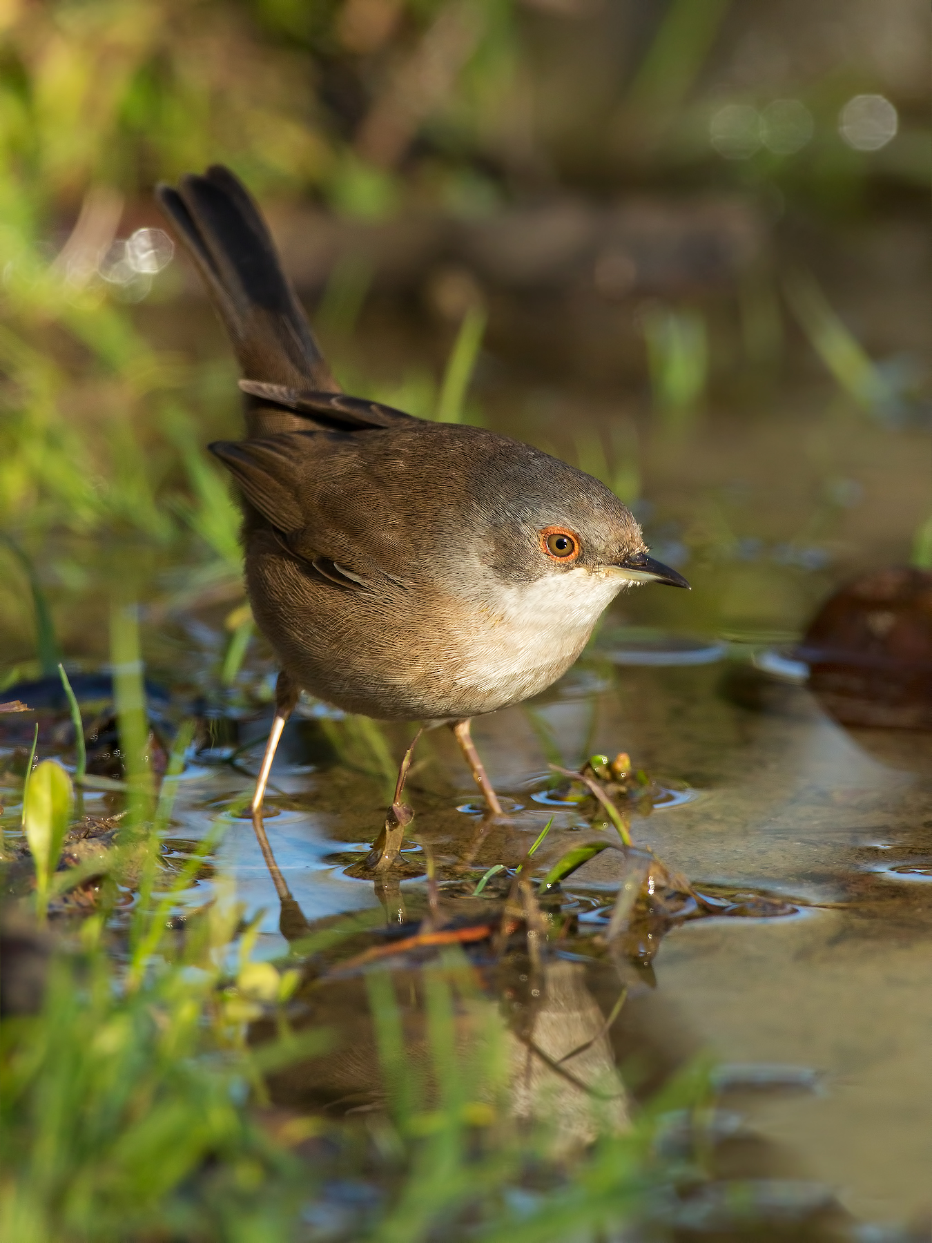 warbler, female