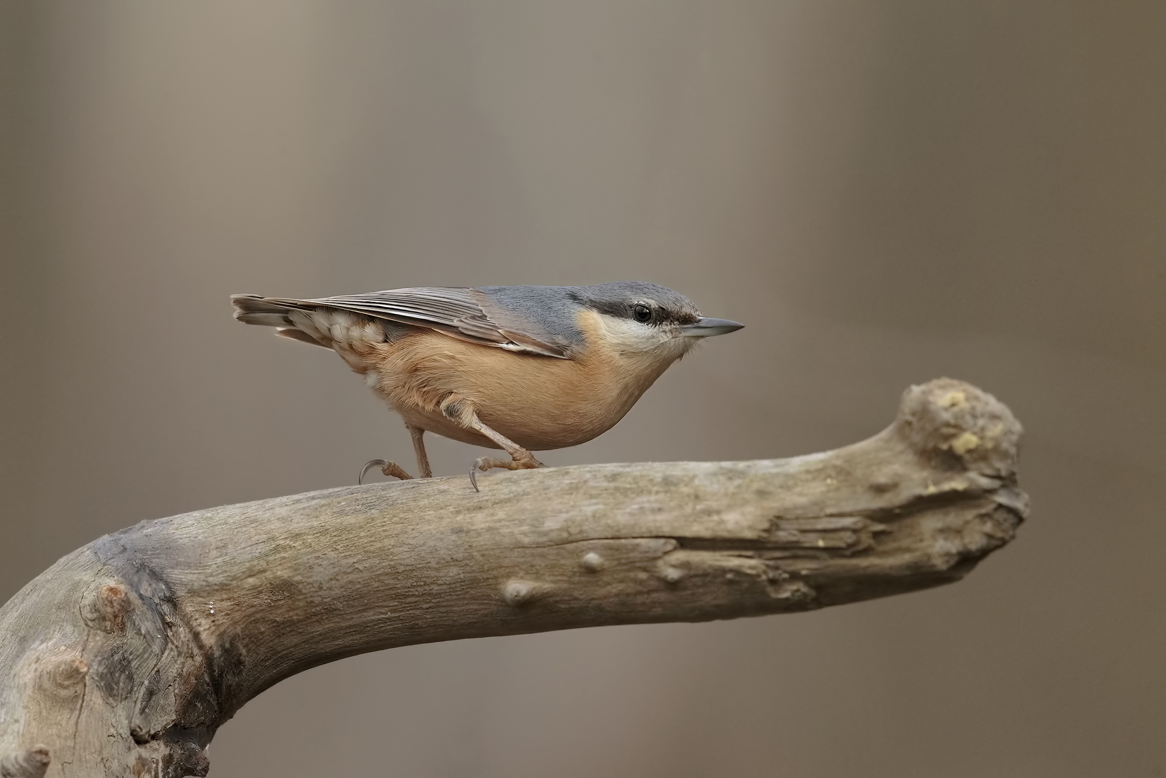 my first ... Nuthatch