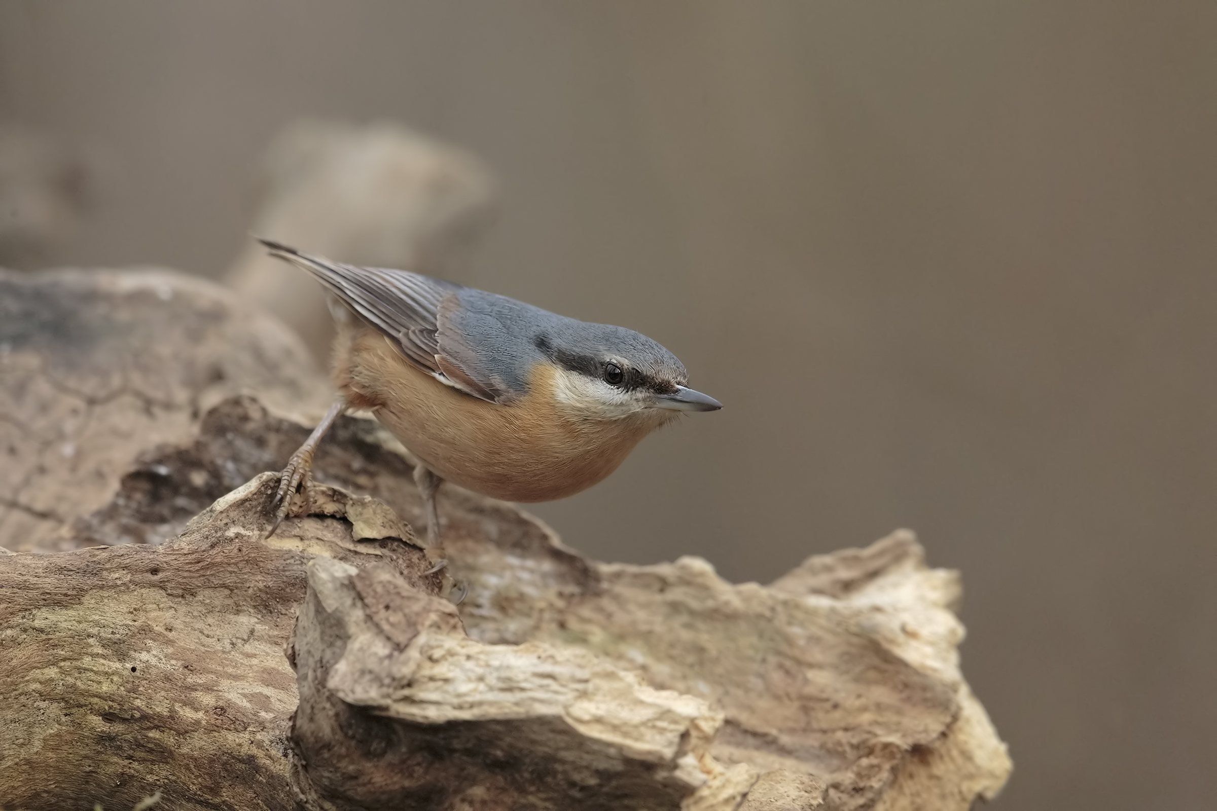 my first ... Nuthatch