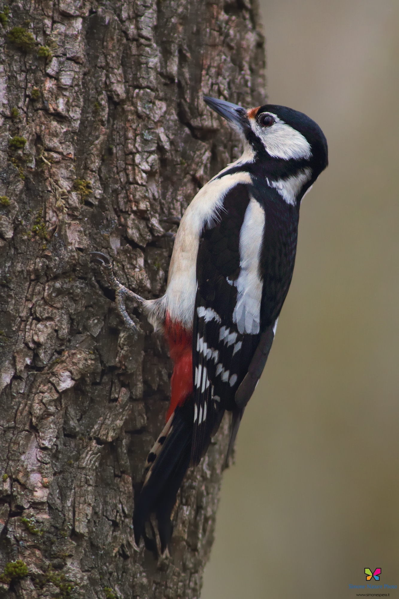 Picchio rosso maggiore...