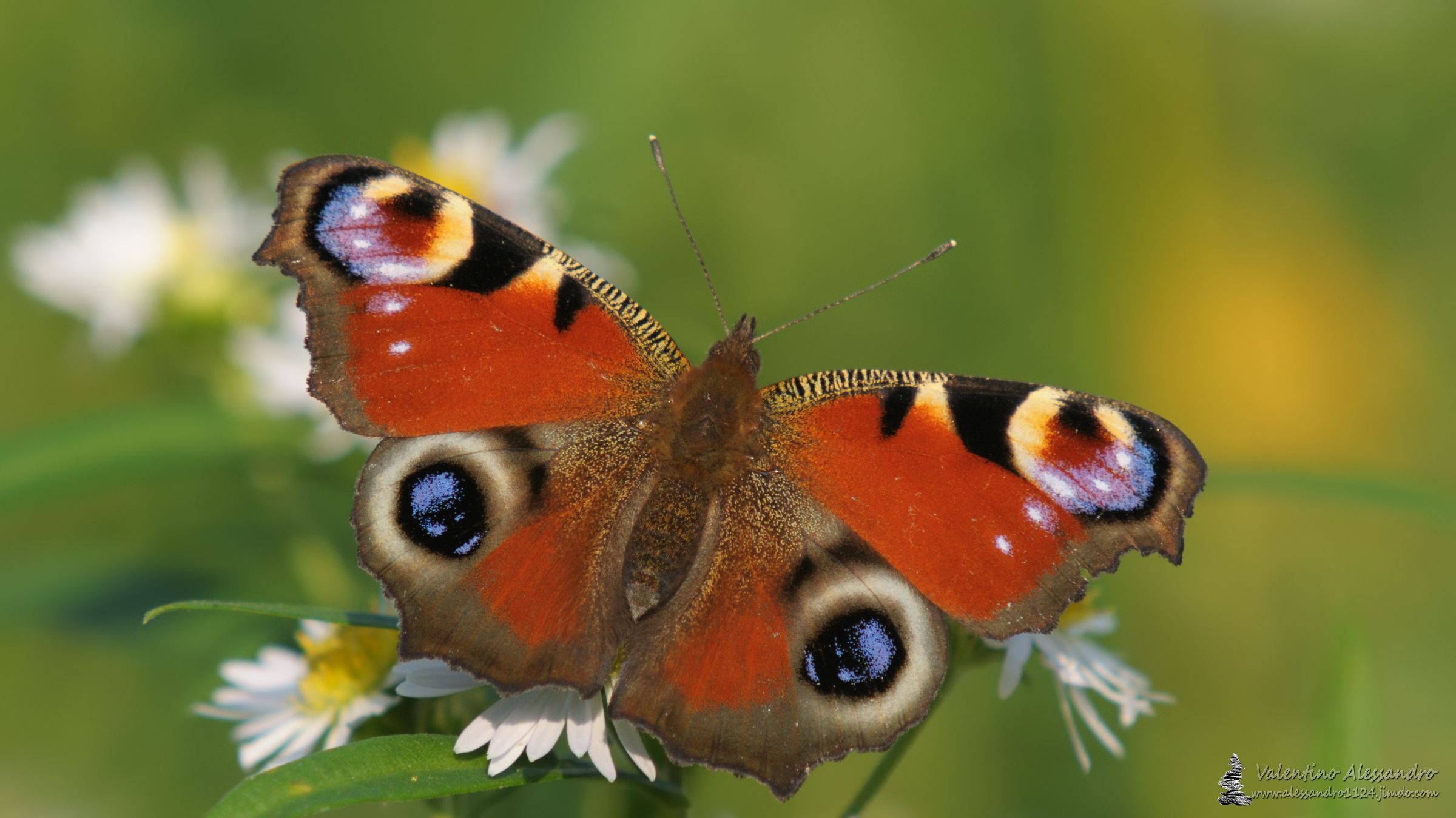 Inanchis io su camomilla