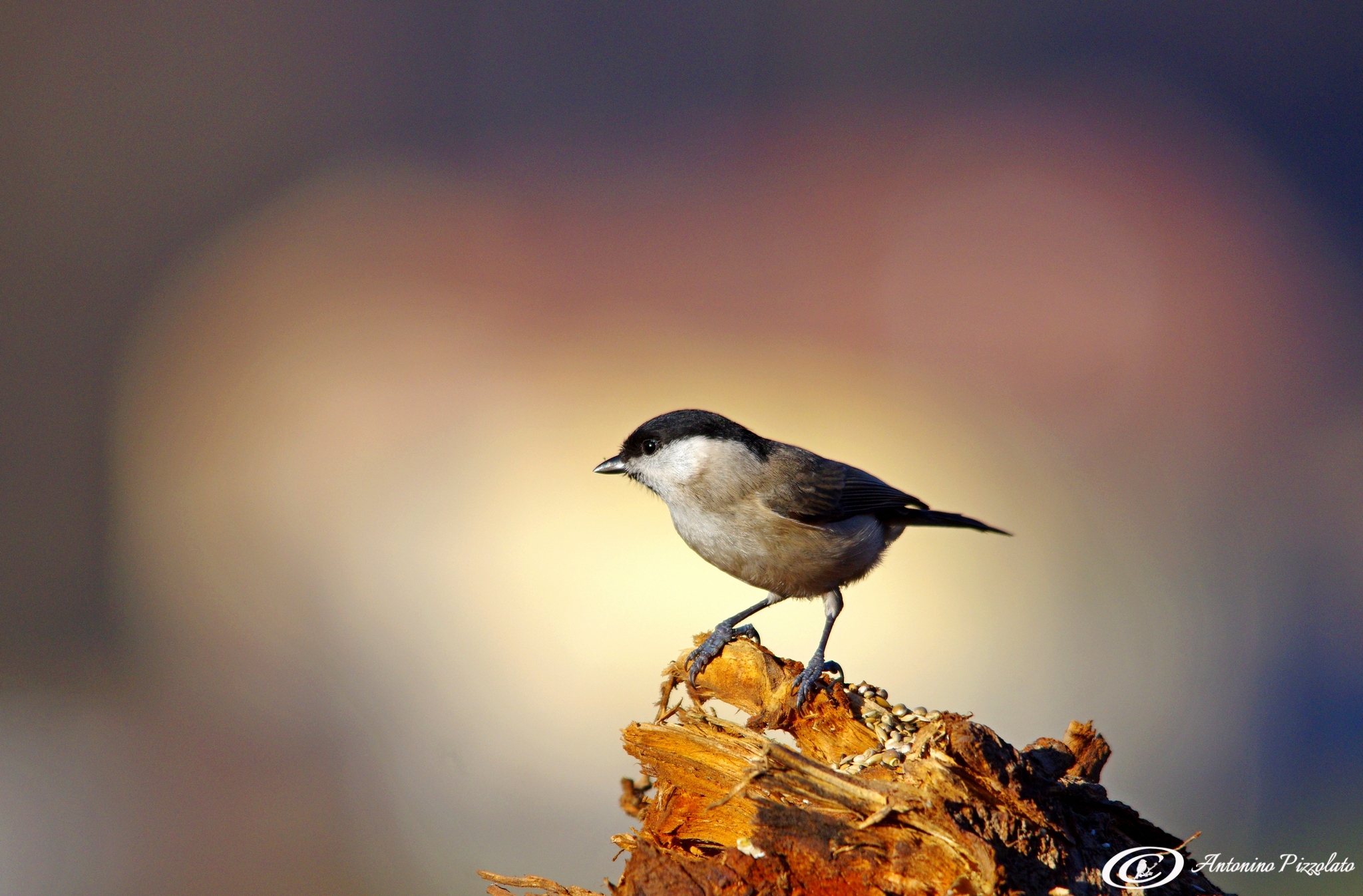Chickadee