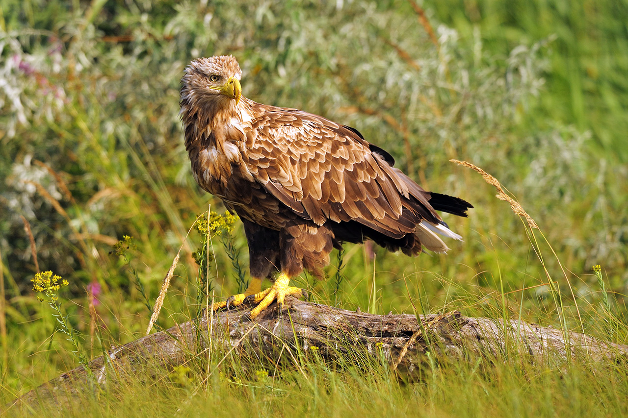 Eagle sitting