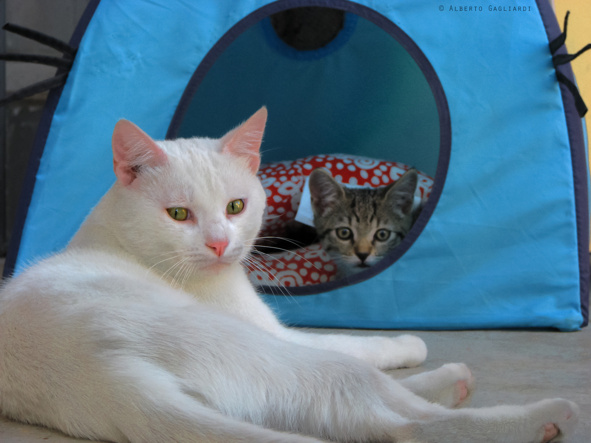 Toto and Rinaldo in Camping