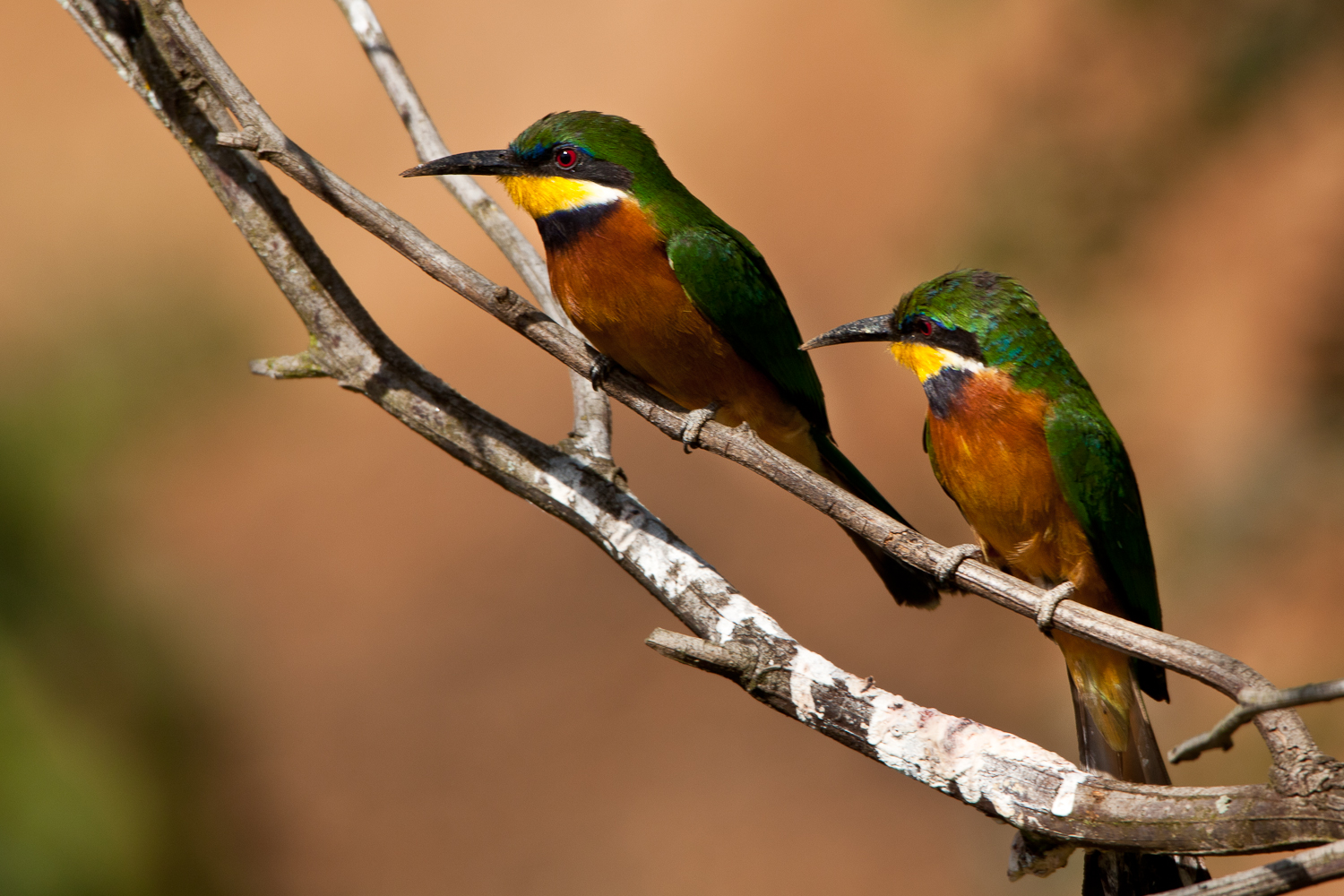 Cinnamon Chested Bee-Eaters (Merops oreobates)