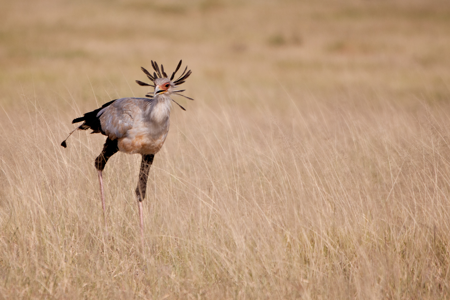 Secretary Bird (Sagittarius serpentarius)
