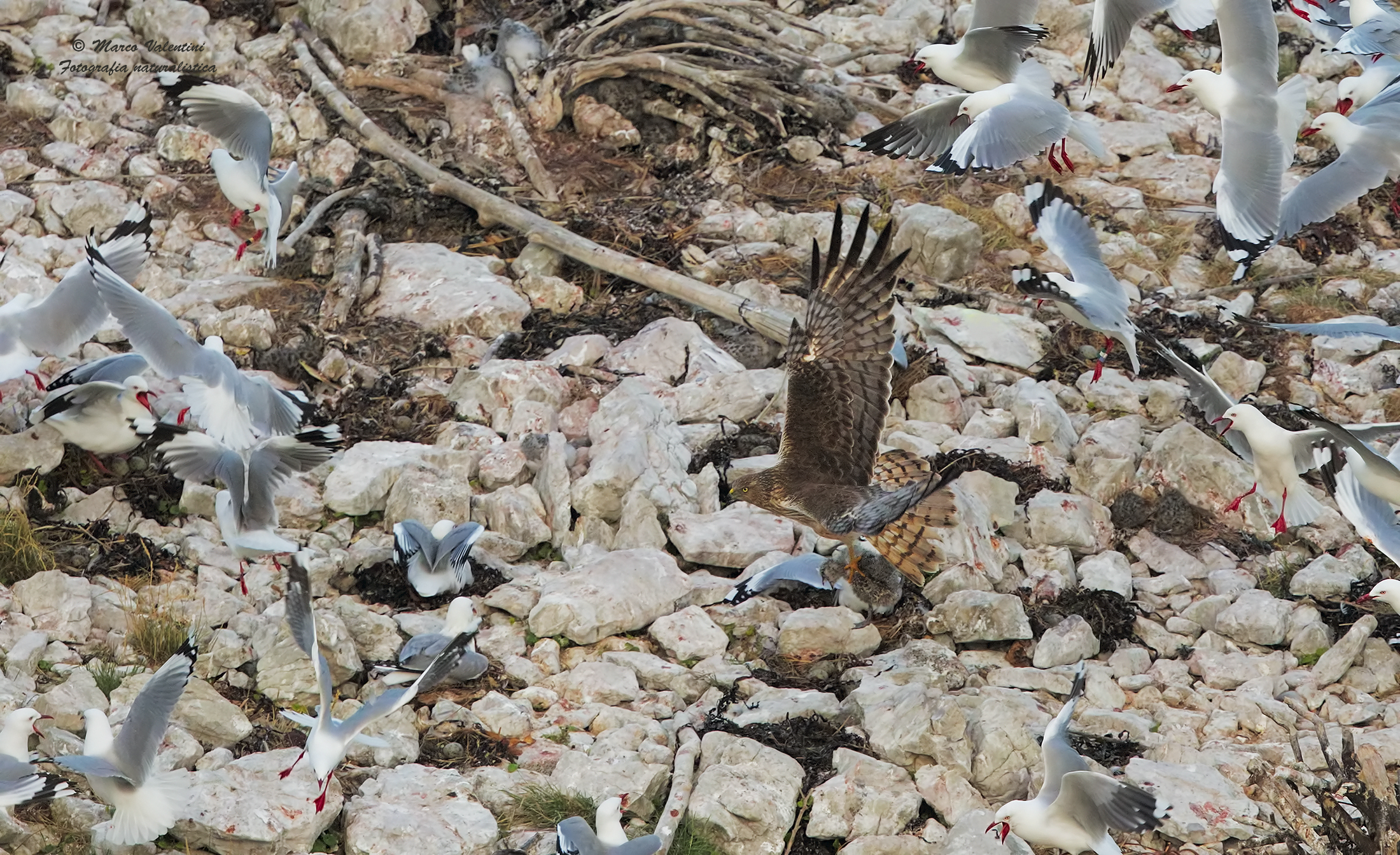 Il ratto del gabbianello