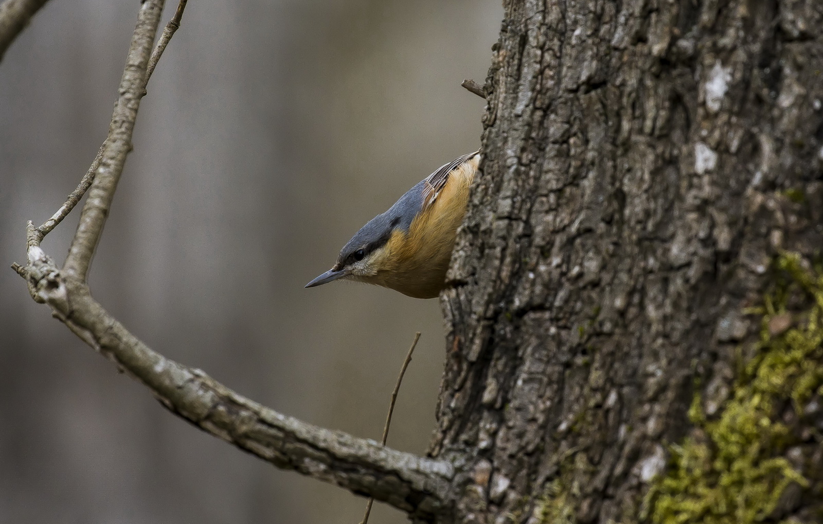 Nuthatch