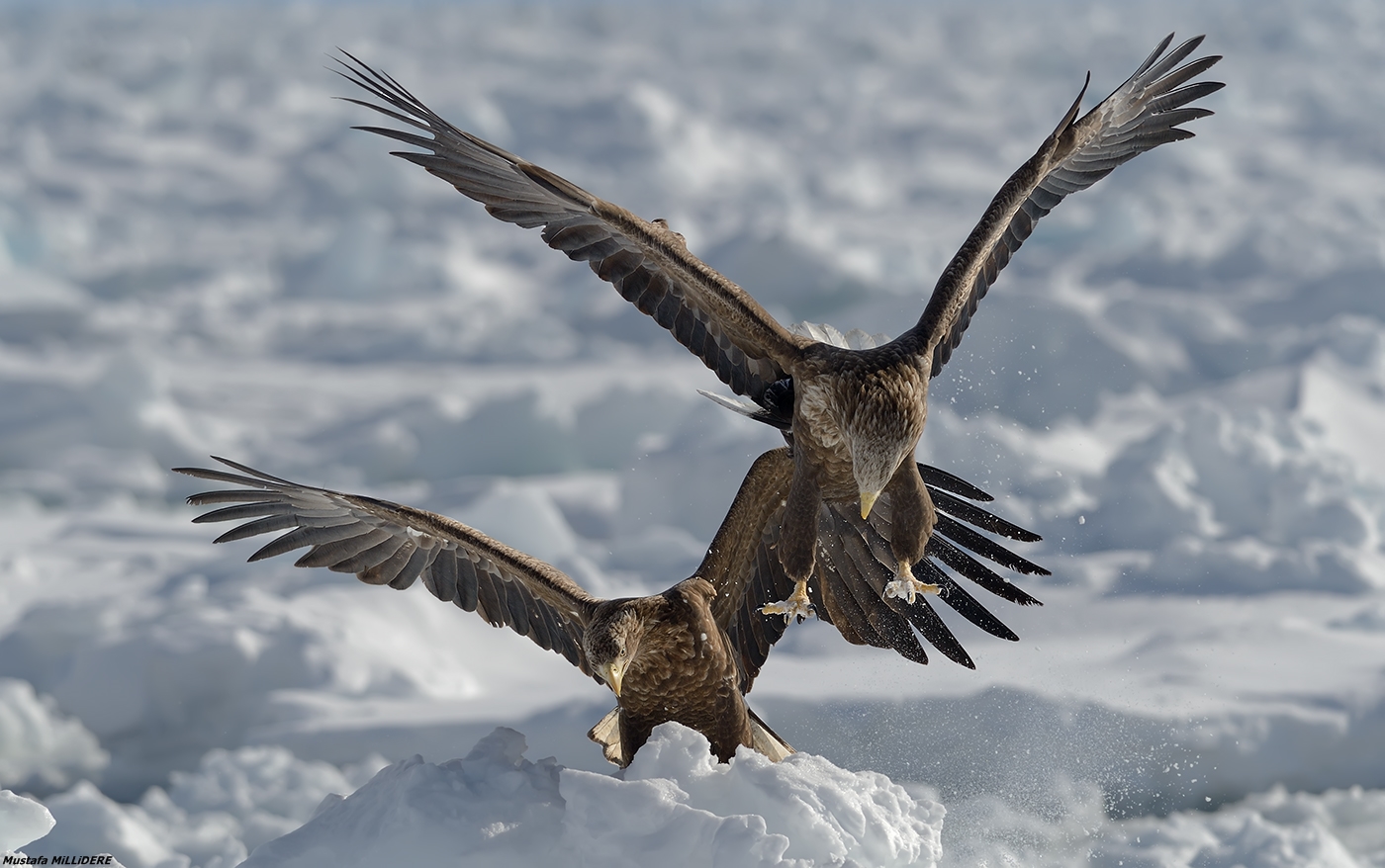 Aquila dalla coda bianca ...