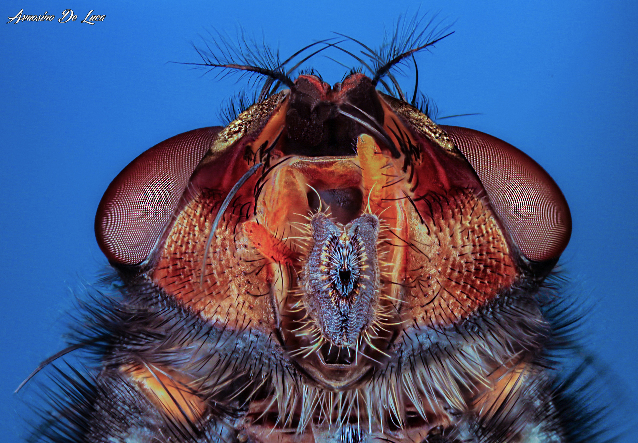 Apparato boccale della mosca.