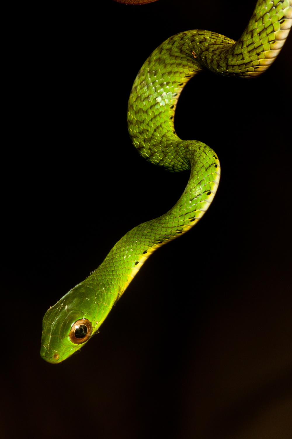 Drymobius chloroticus