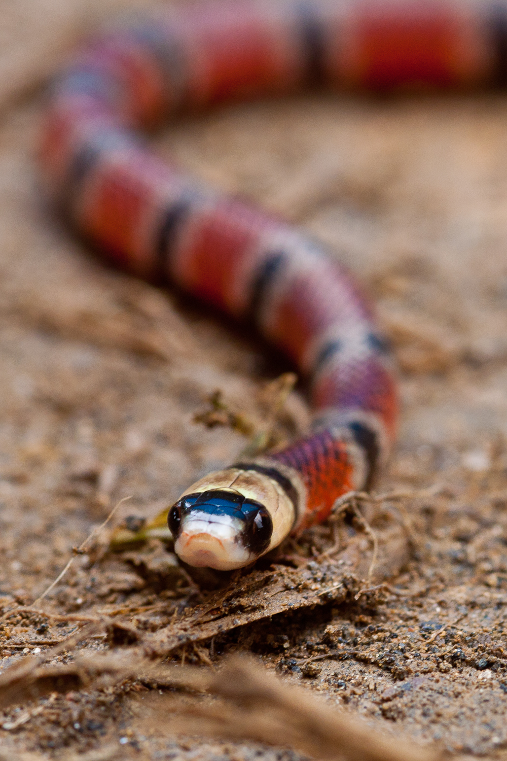 Coral Snake