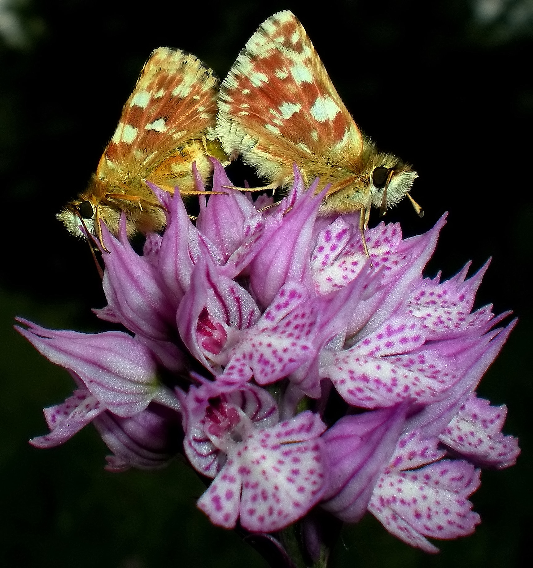 Spiala sertorius (on neotinea tridentata)
