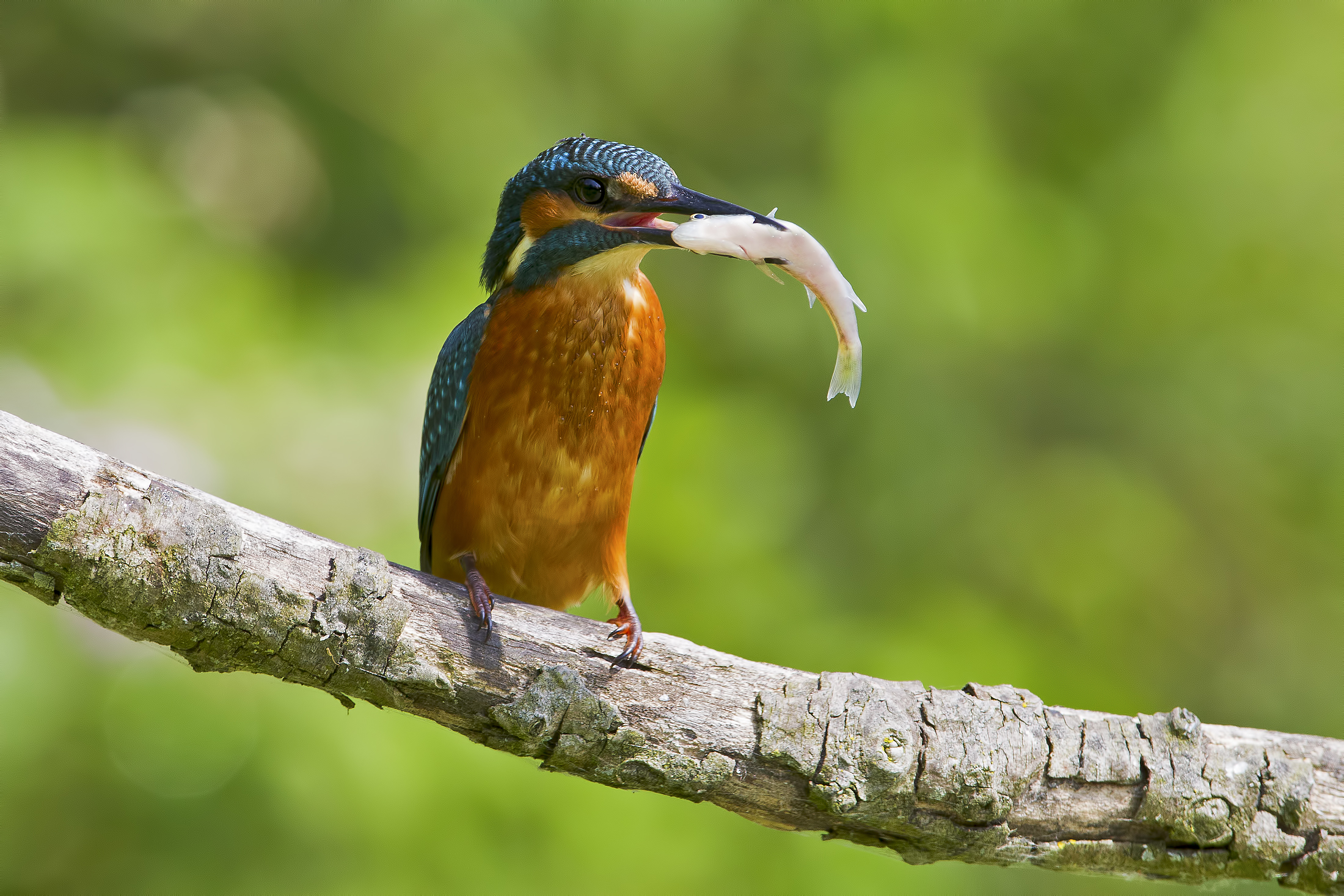 Martin pescatore con il pescato ..