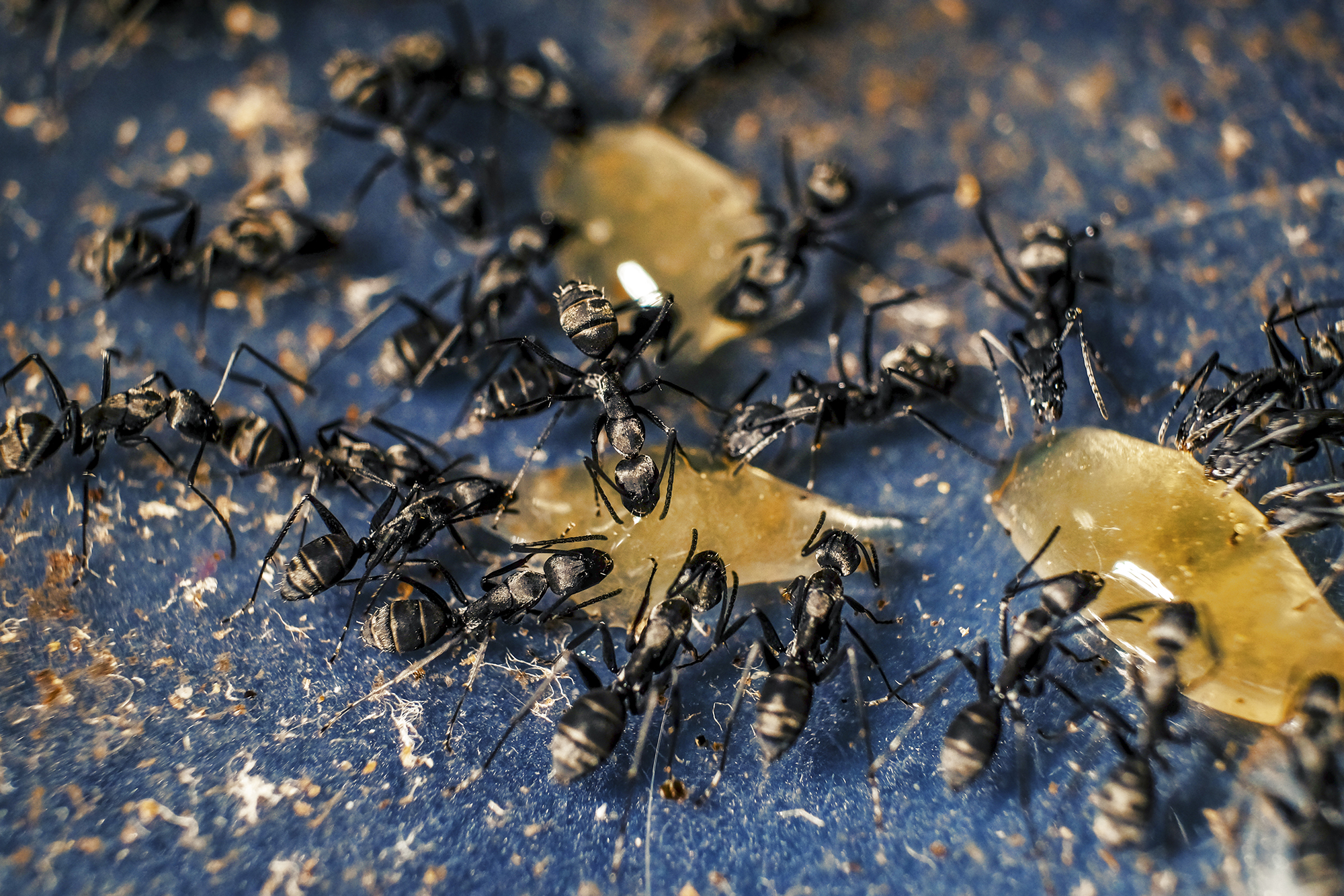 "From beekeeping to formicultura": p