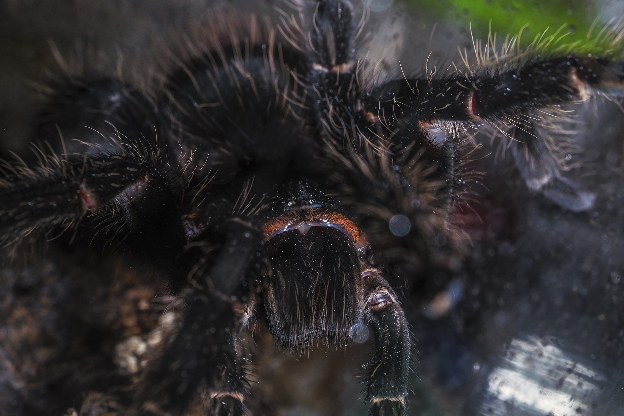 "Spider FAT and Cute" :)