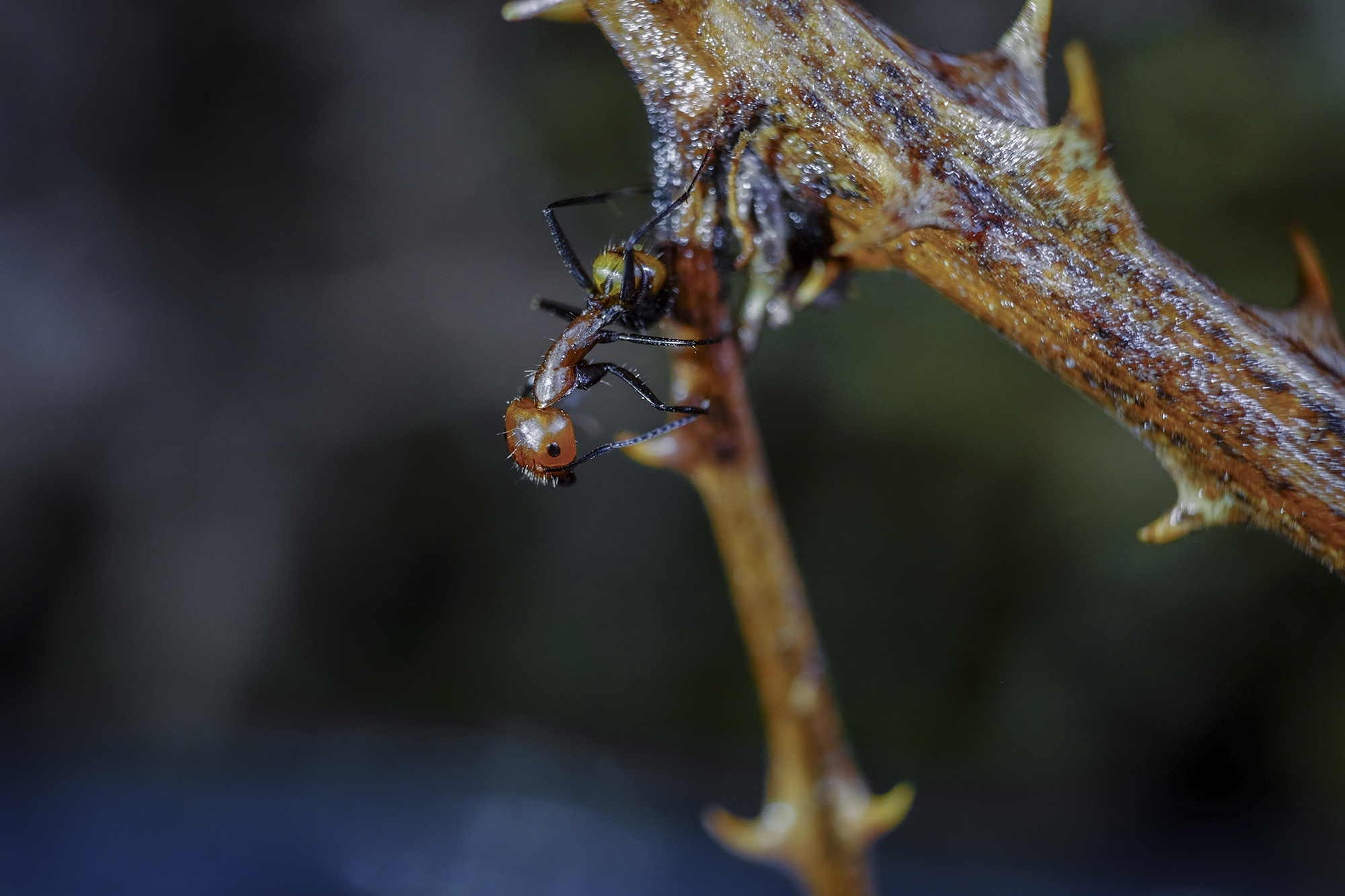 "Stretching Standing"