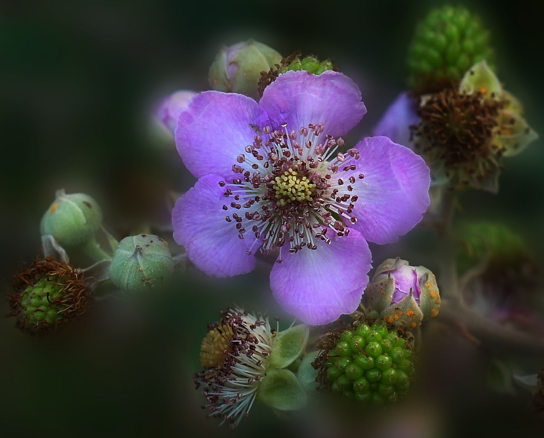 Before the berries ripen.