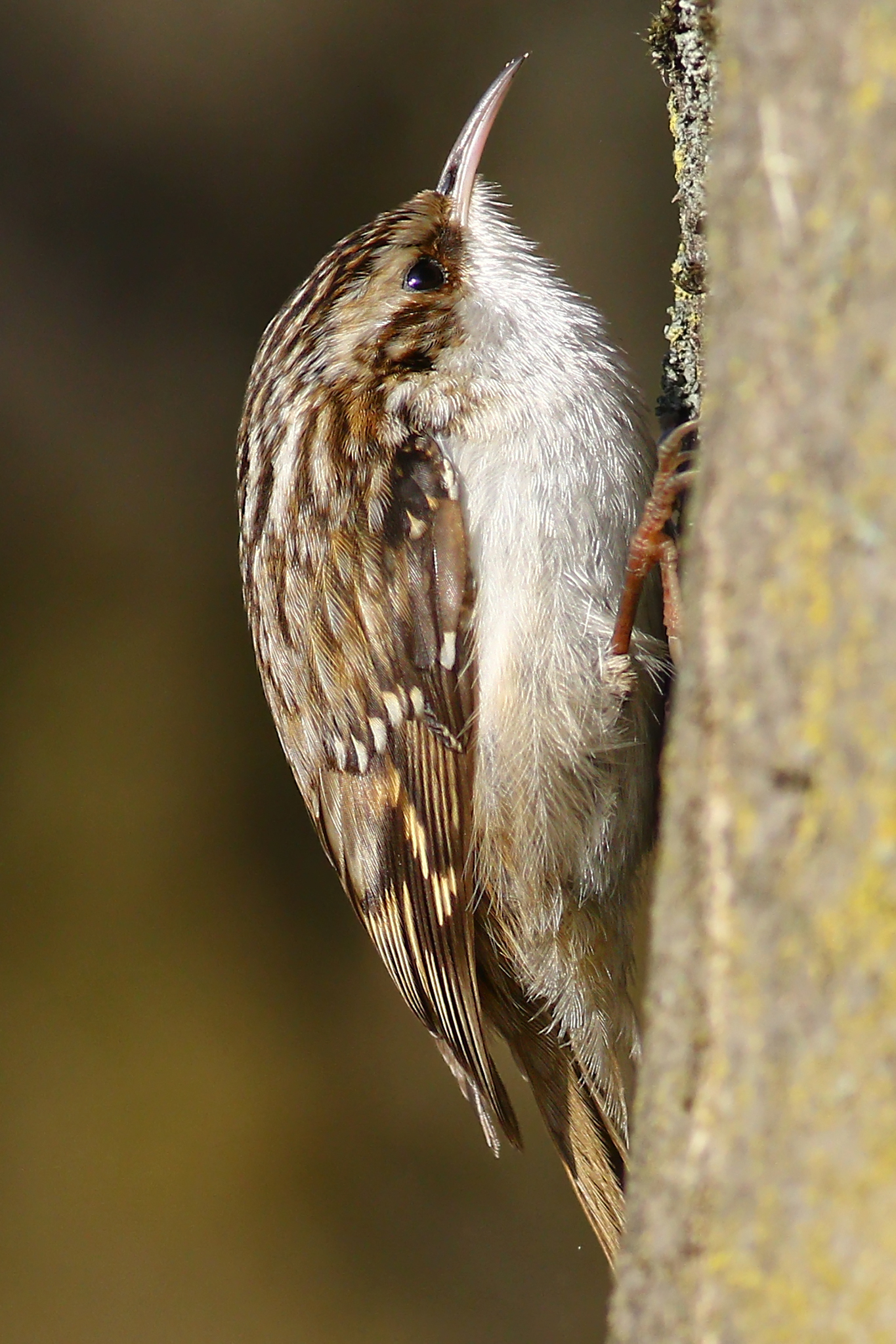 Treecreeper II