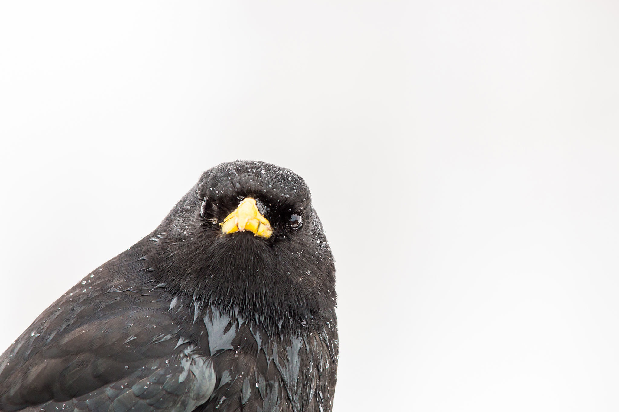 Ritratto Gracchio Alpino