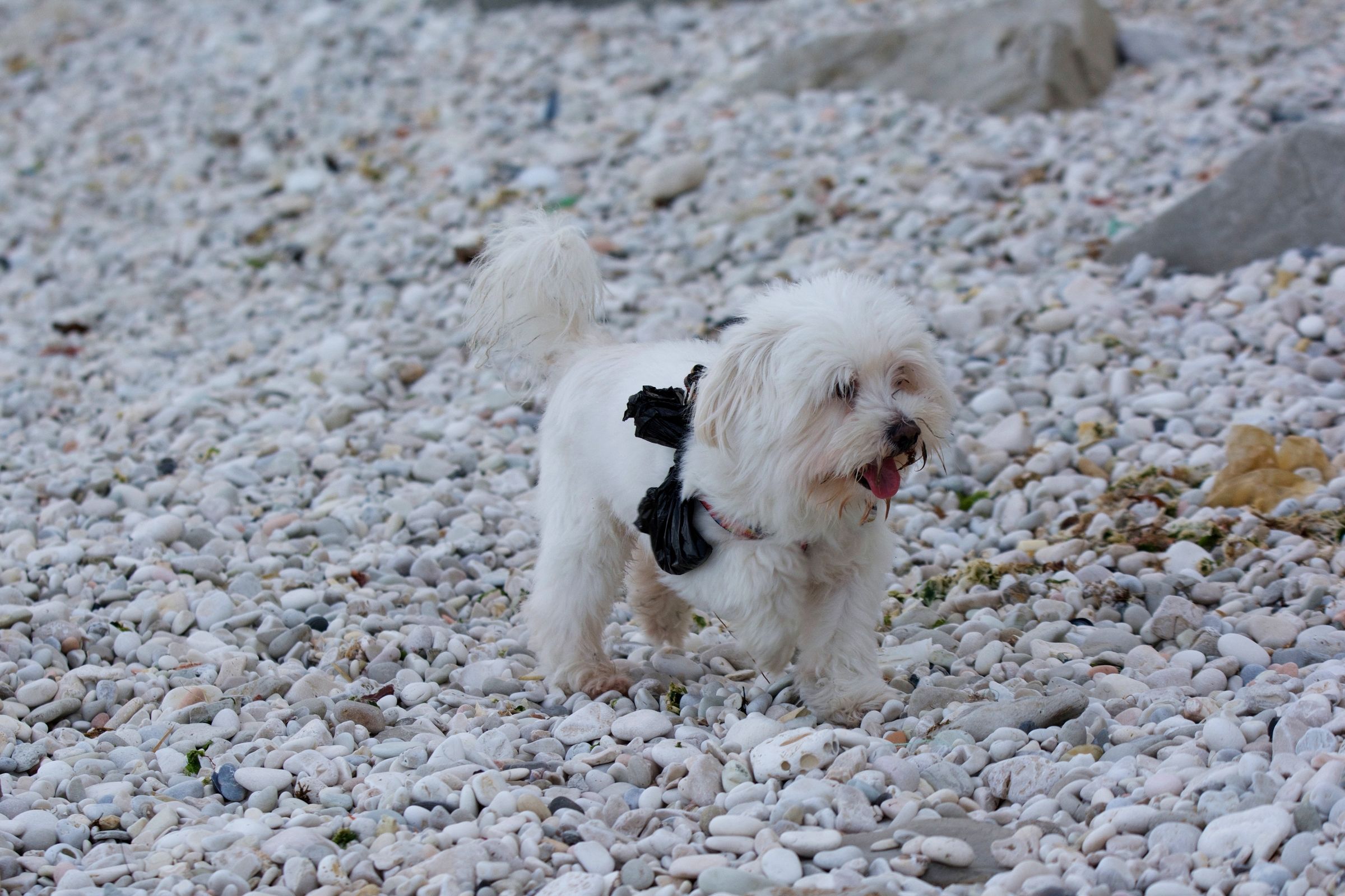 My name is Bibo, and I always carry with me a bag