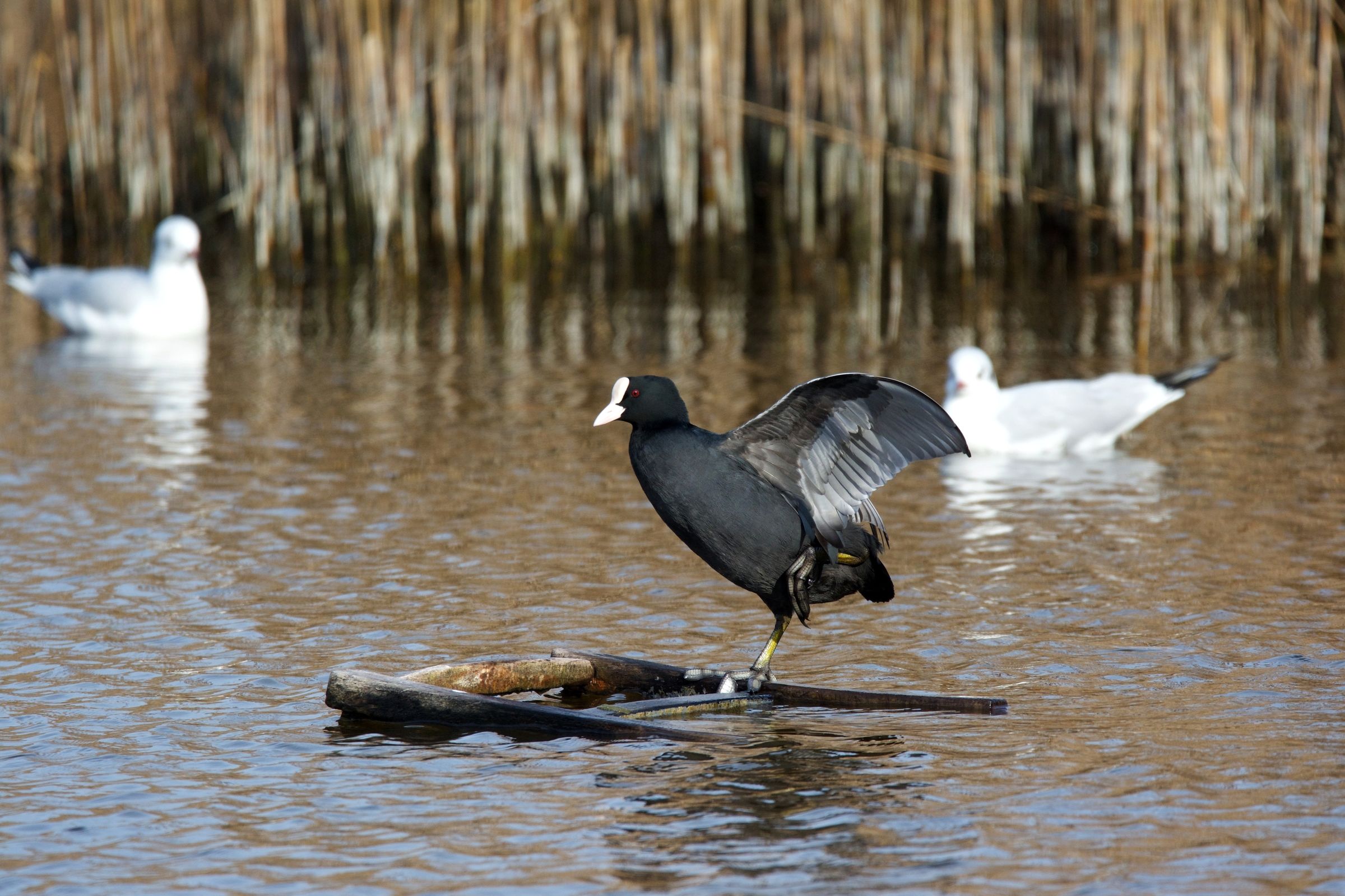 Look what I can do !!!