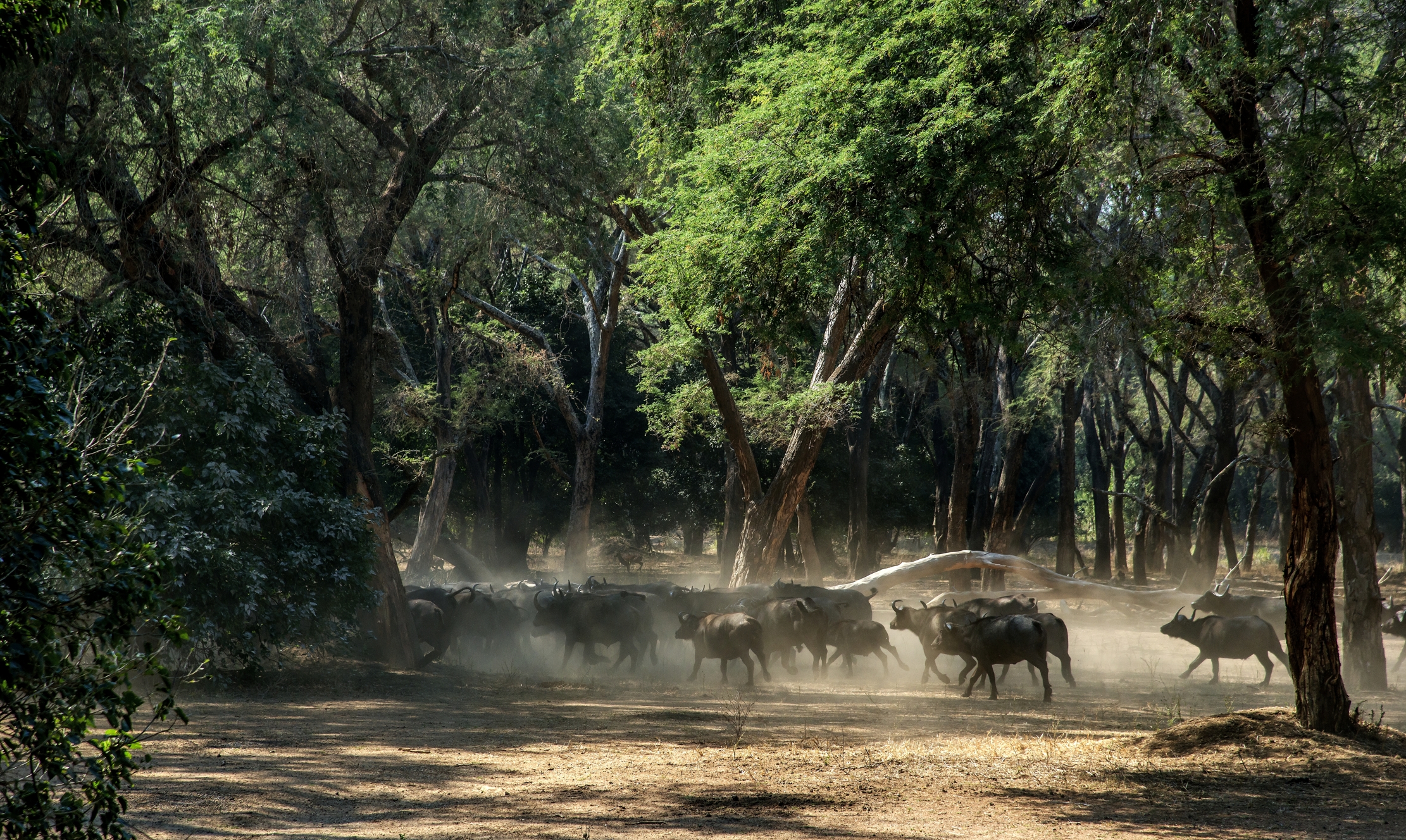 Zambia 2015 - Bufali in corsa