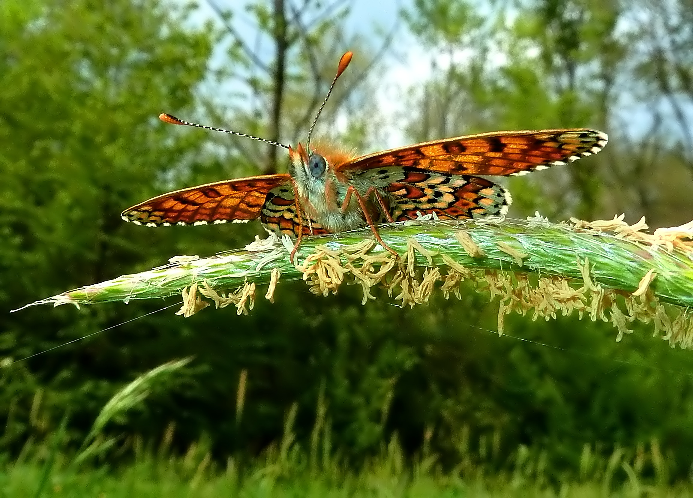 melitaea cinxia