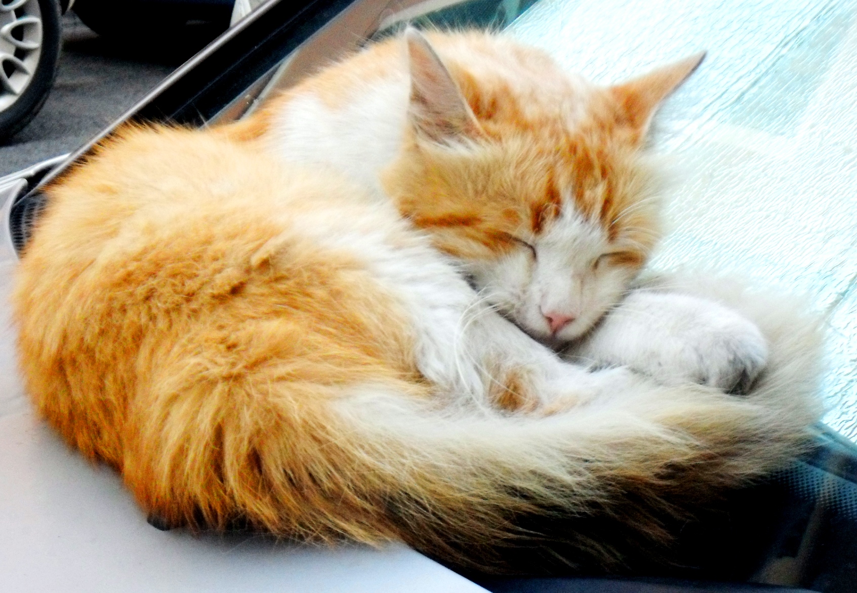 Sleeping Beauty, Premia de Mar, Spain