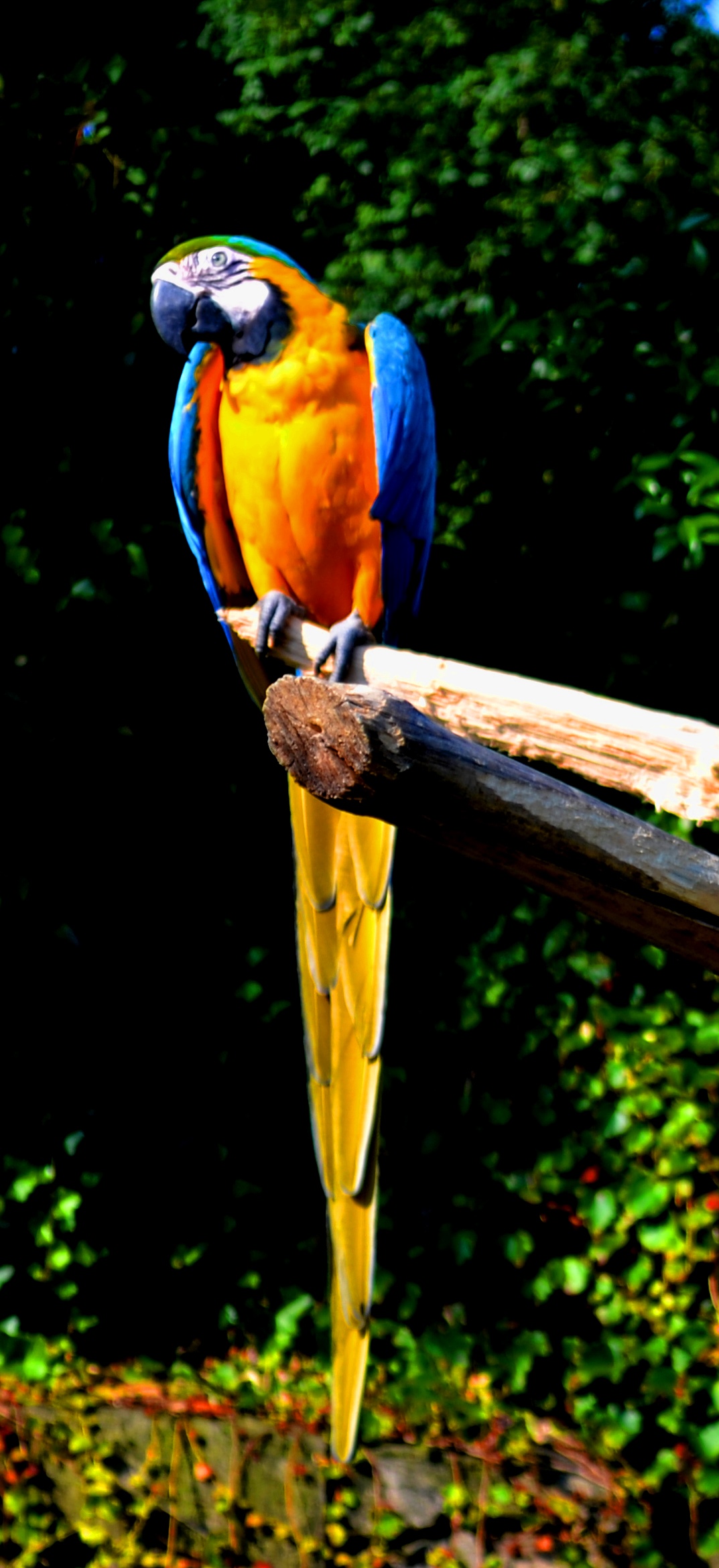 The Cornelle Valbrembo, Italy