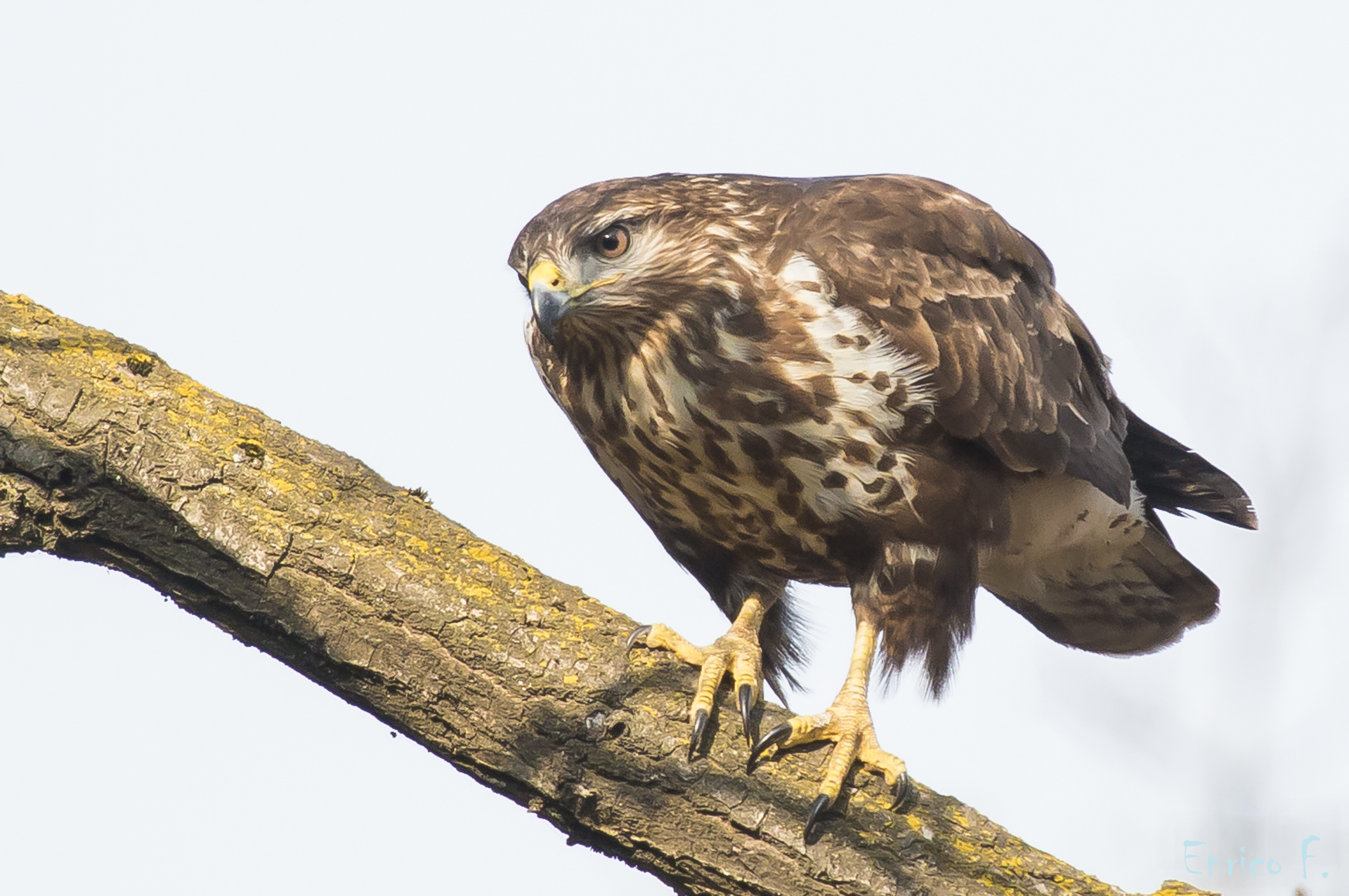Buzzard