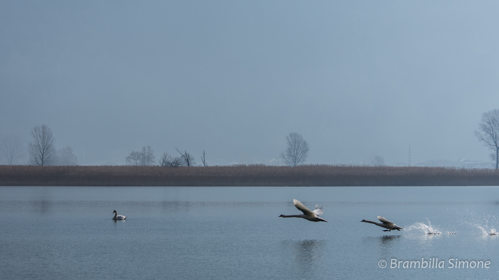Cigni in volo