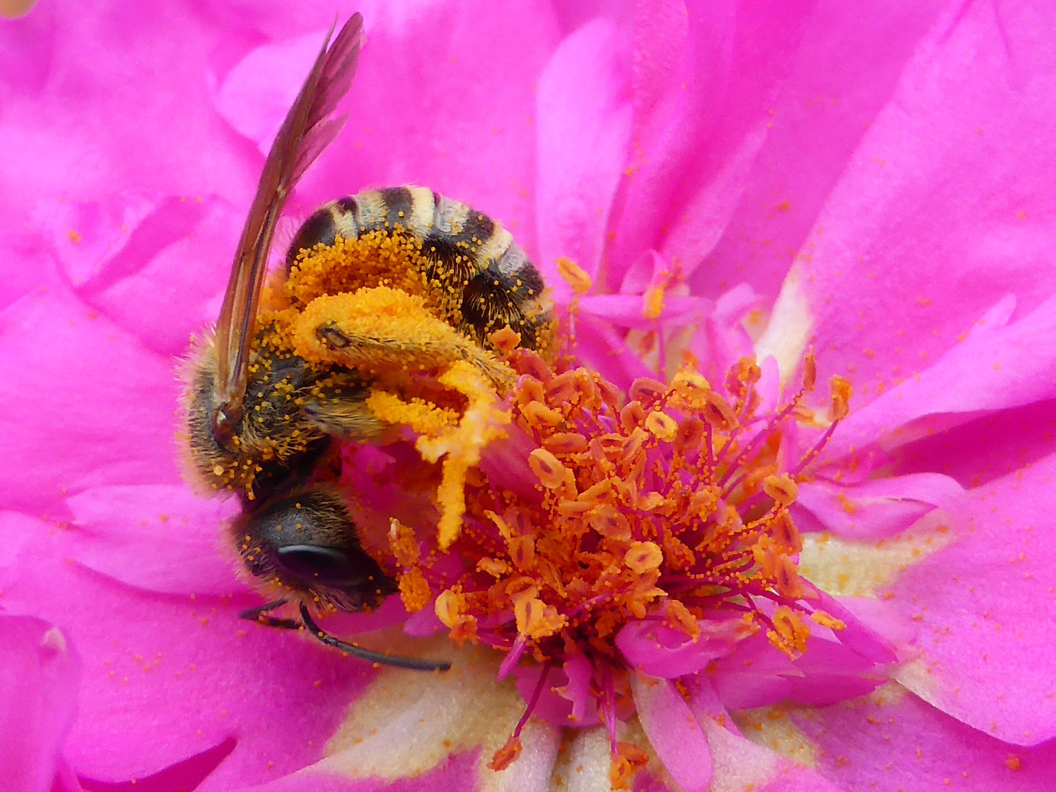 Rolling in the pollen