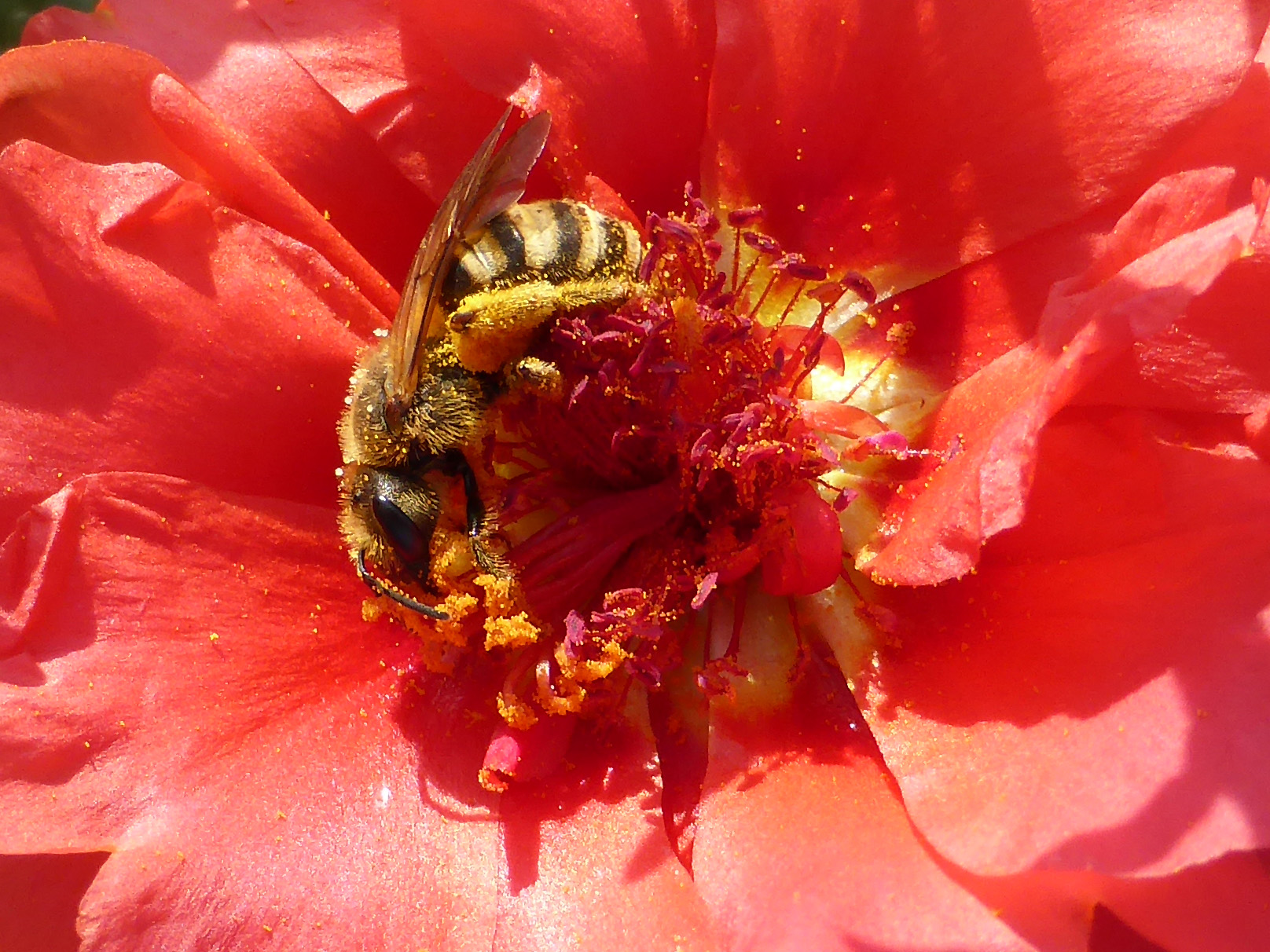 ... That collection!