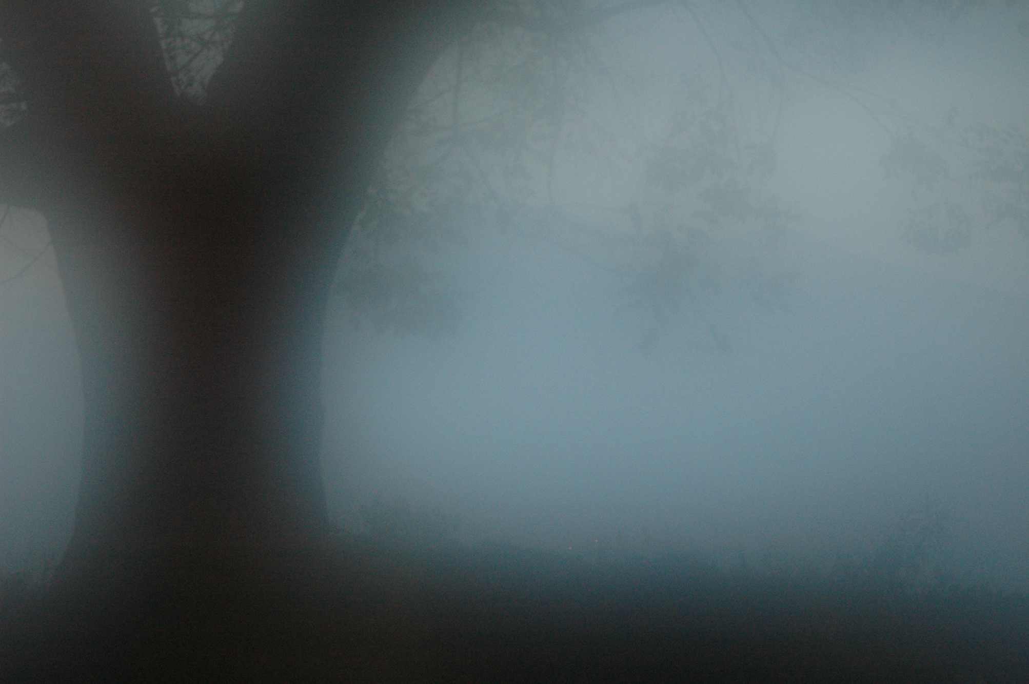 evening mist on the lake