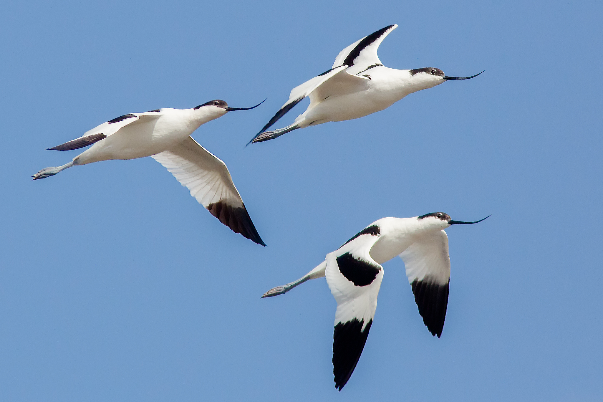 The flight of Avocette 2